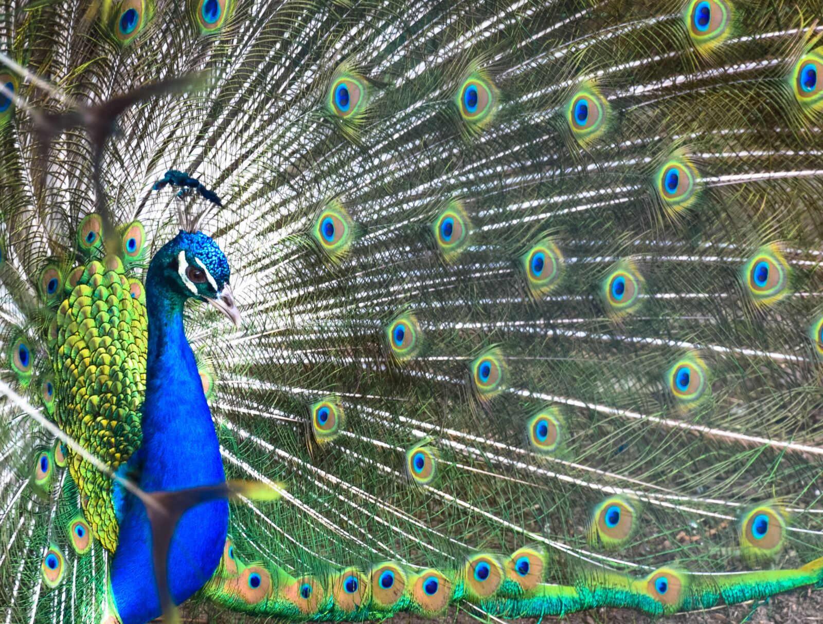 Nikon D5300 sample photo. Peacock, feather, bird photography