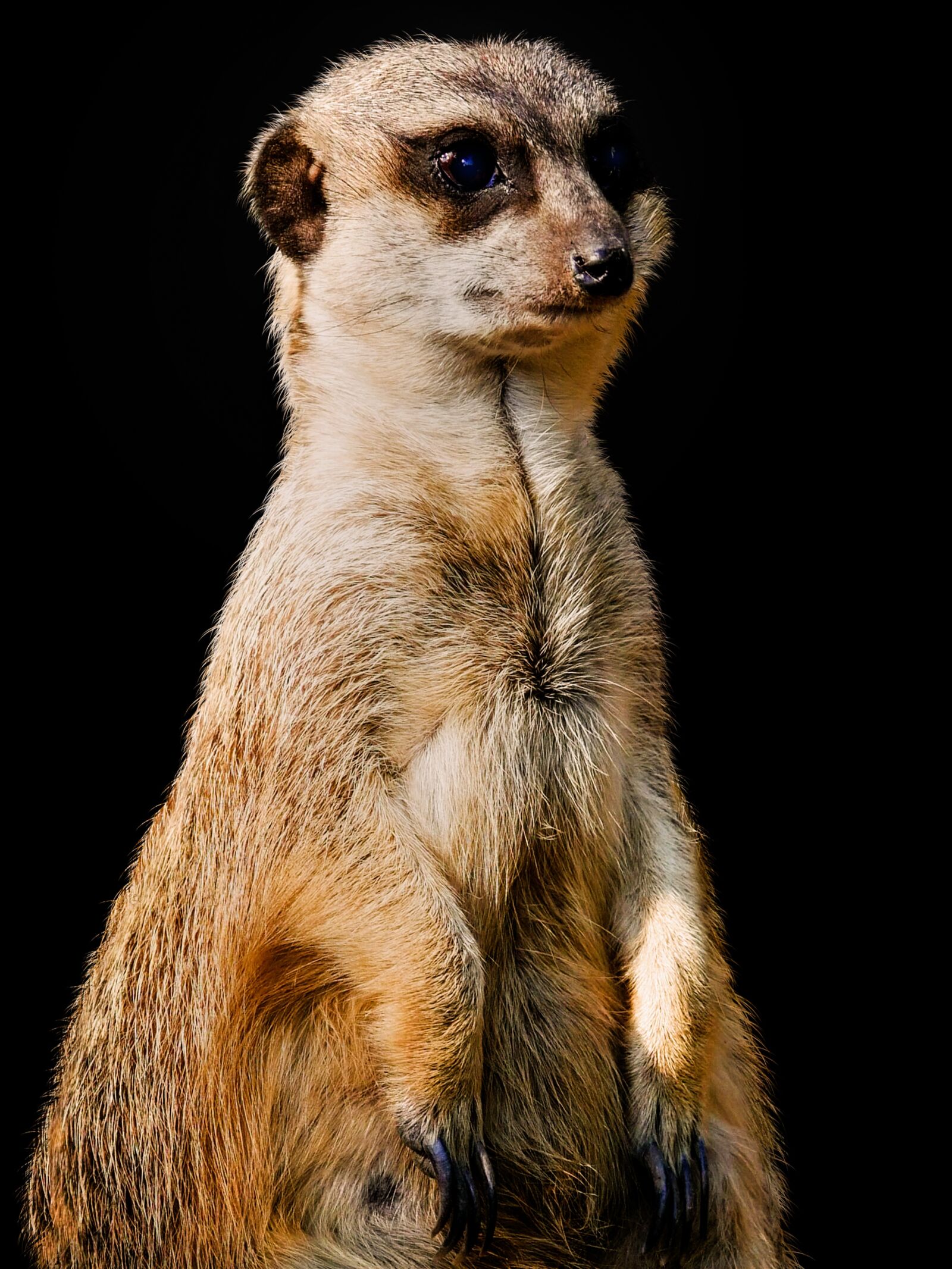 Panasonic DMC-G70 sample photo. Animals, meerkat, animal portrait photography