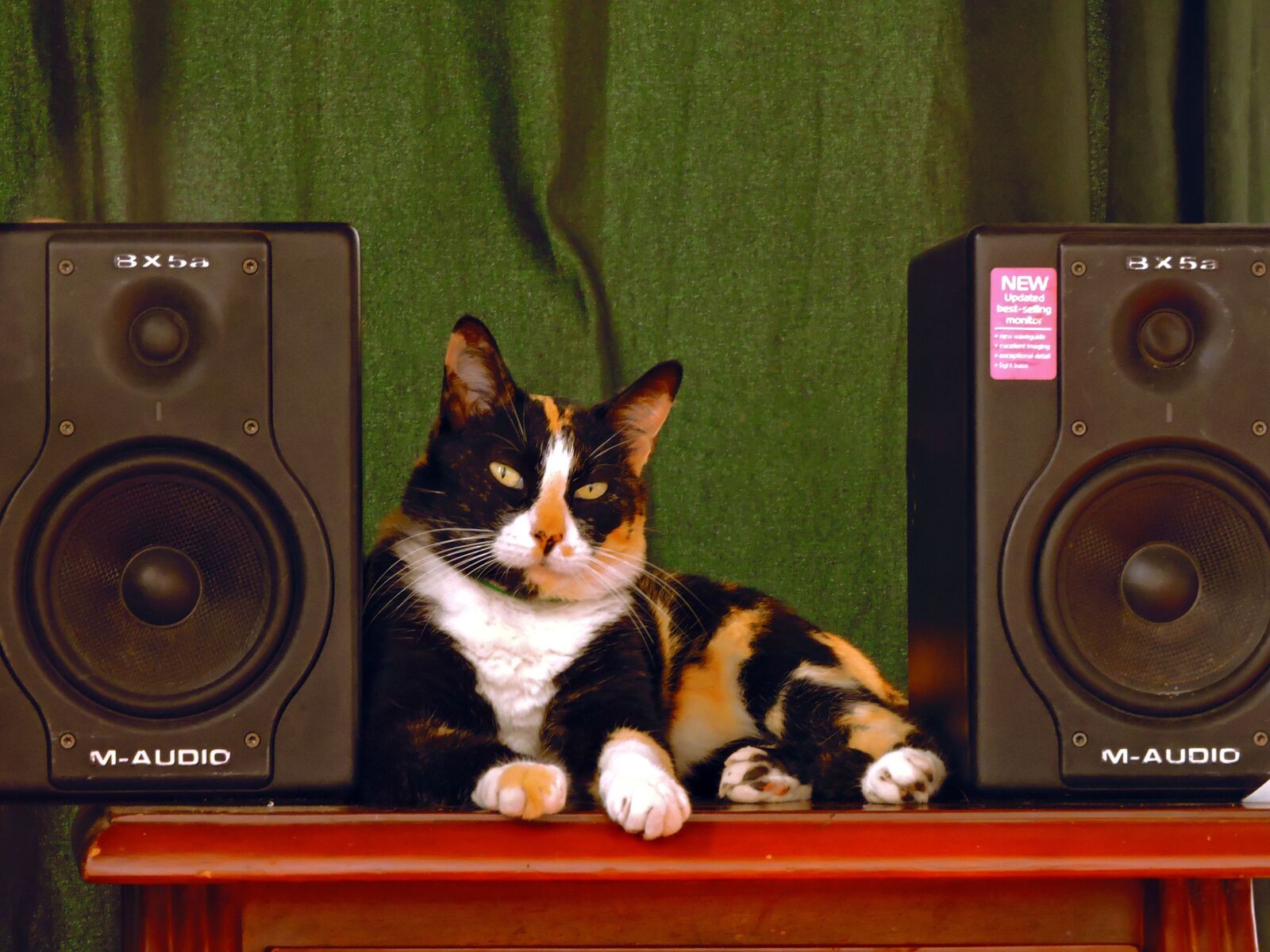 Nikon Coolpix P600 sample photo. Cat, music, baffle photography