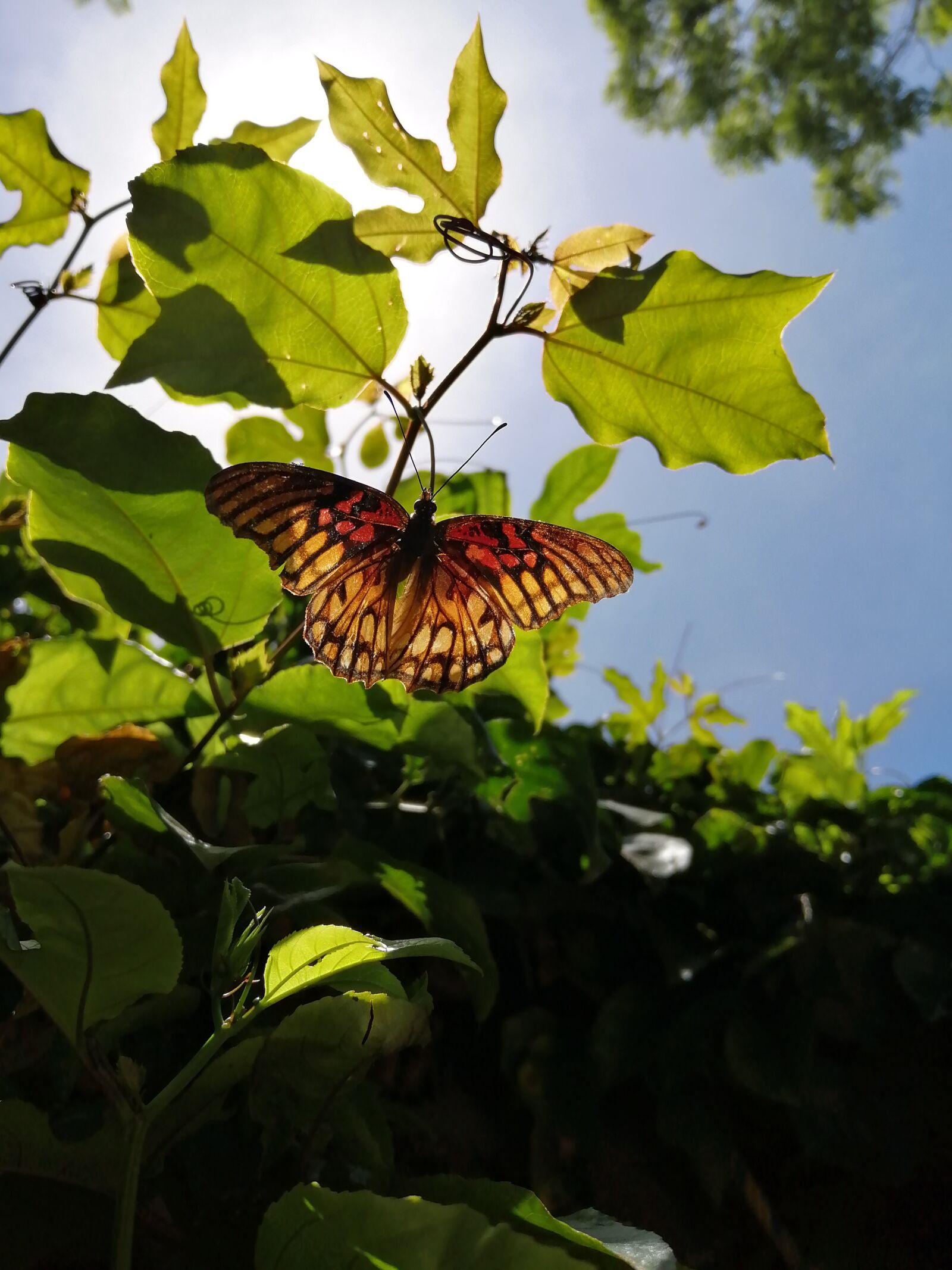 HUAWEI JKM-LX3 sample photo. Butterfly, field, insects photography