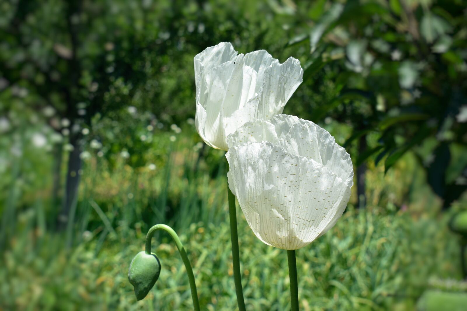 Nikon D5600 sample photo. Poppy, flowers, poppies photography