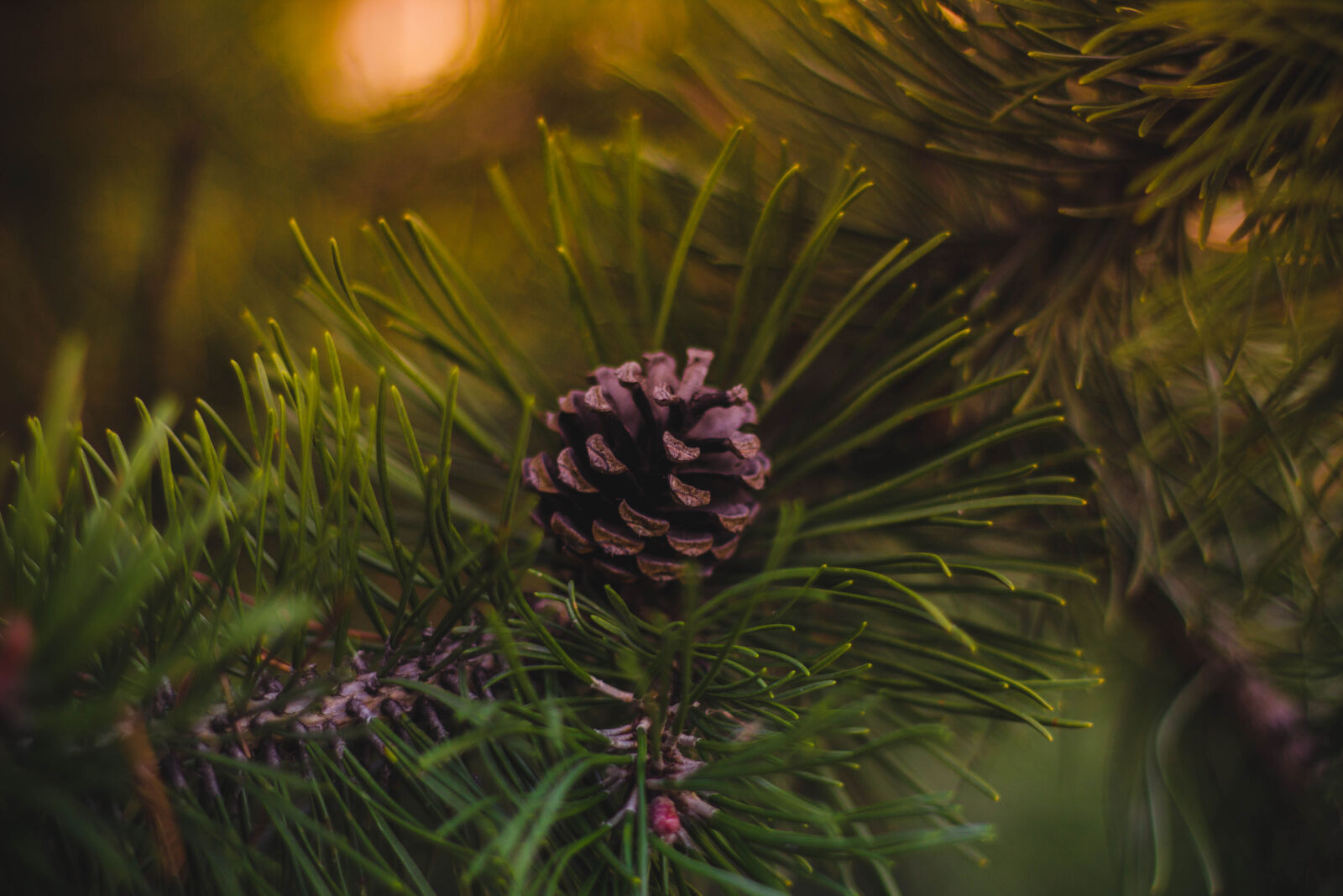Canon EOS 600D (Rebel EOS T3i / EOS Kiss X5) + Canon EF 50mm F1.8 II sample photo. Pinecone, fir, cone, acorn photography