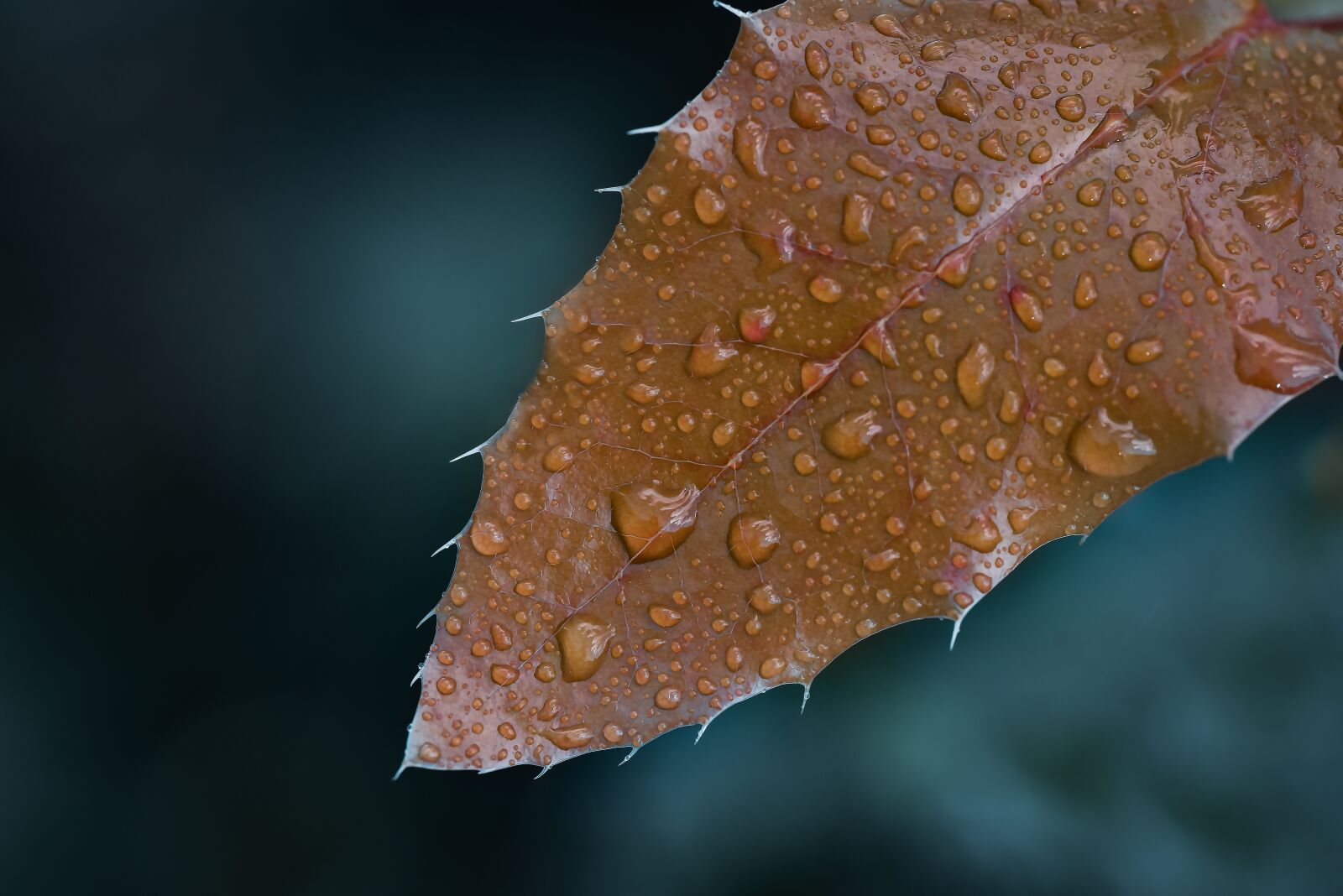 Nikon D810 sample photo. Macro, leaf, wallpaper photography