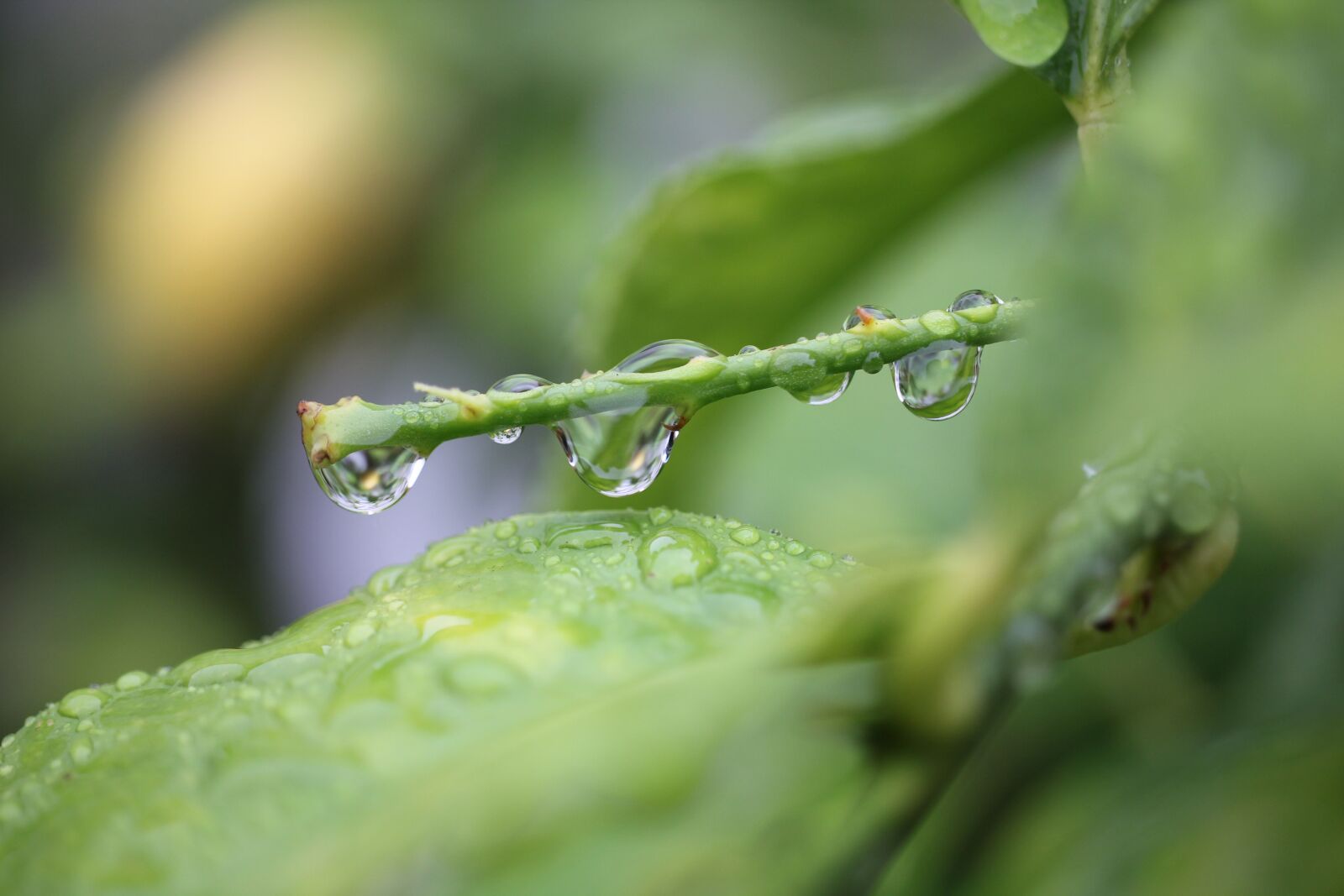 Canon EOS 550D (EOS Rebel T2i / EOS Kiss X4) sample photo. Leaves, branch, dew photography