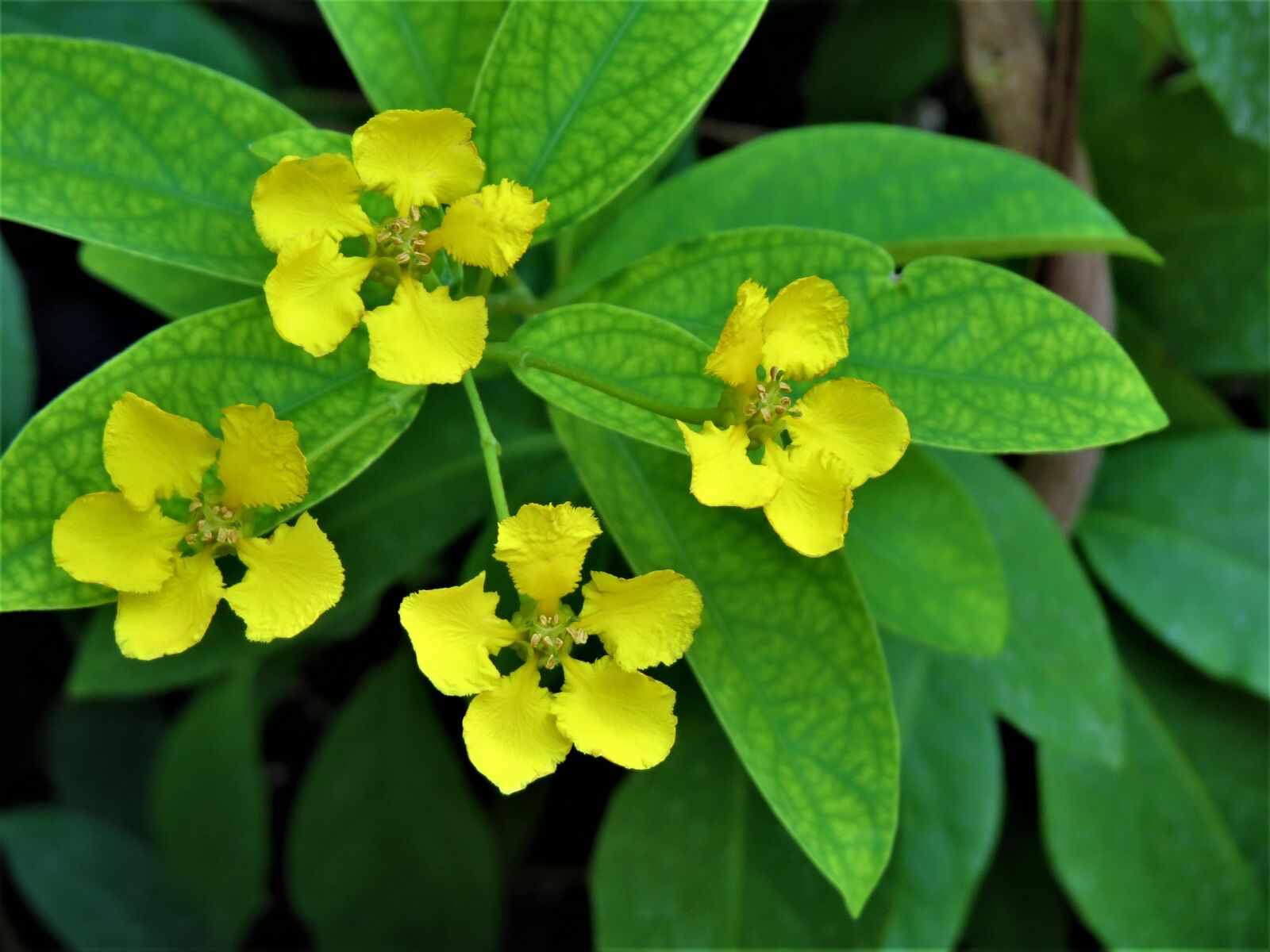 Canon PowerShot SX50 HS sample photo. Flowers, yellow, green photography