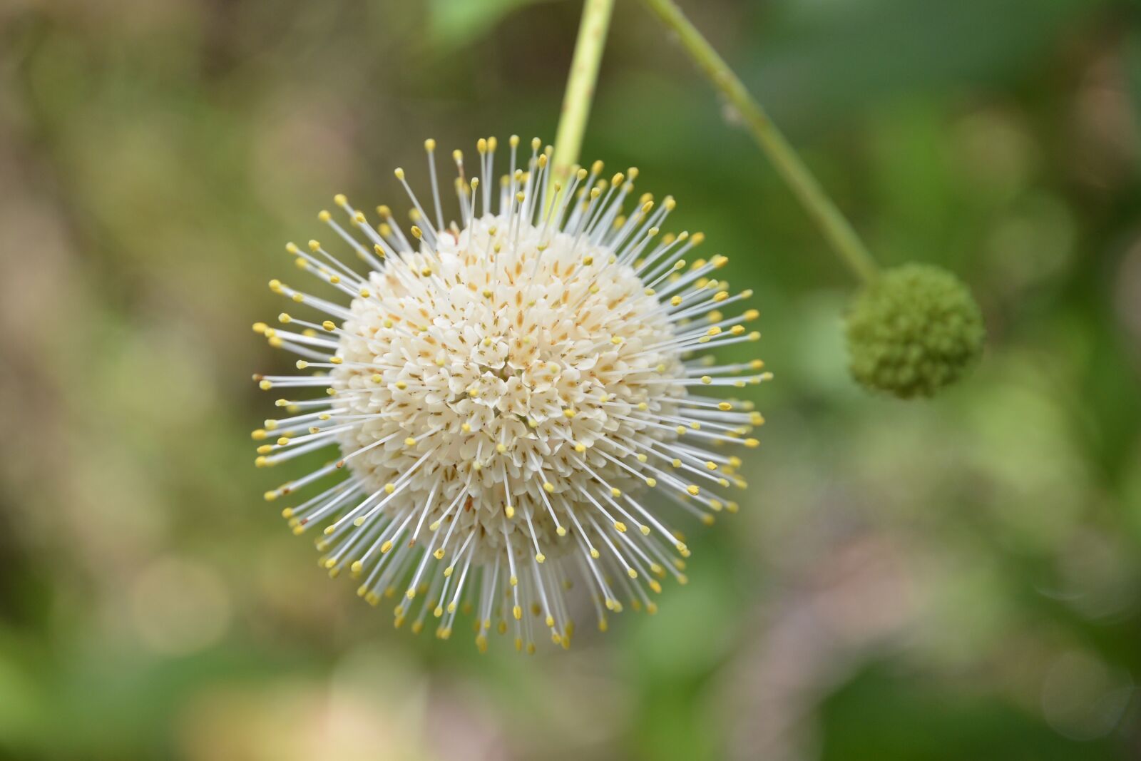 Nikon D600 sample photo. Flower, white, close up photography