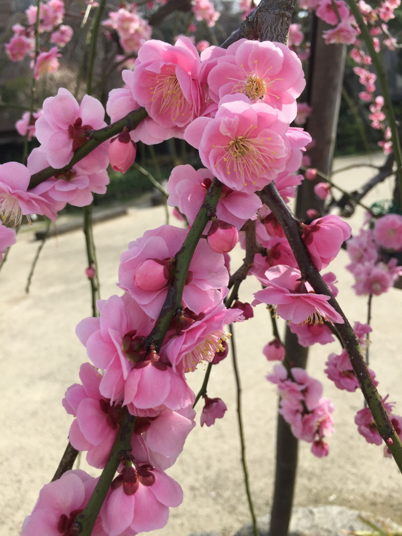 iPhone 6 Plus back camera 4.15mm f/2.2 sample photo. Ume, plum, 2 month flower photography