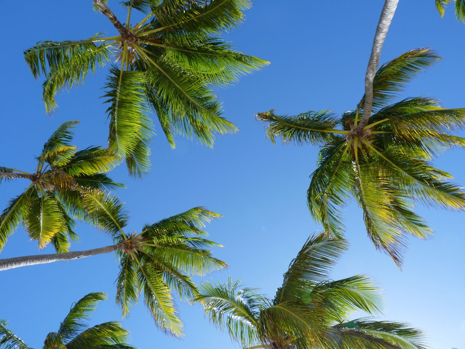 Panasonic Lumix DMC-FZ35 (Lumix DMC-FZ38) sample photo. Coconut trees, trees, caribbean photography