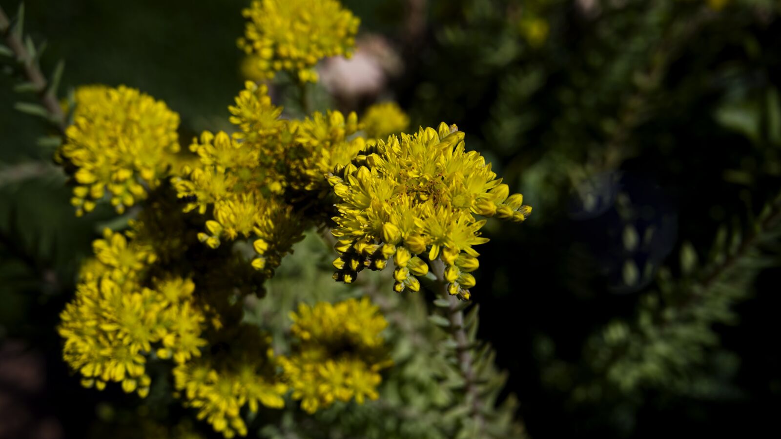 Nikon Z6 sample photo. Plant, plants, flower photography