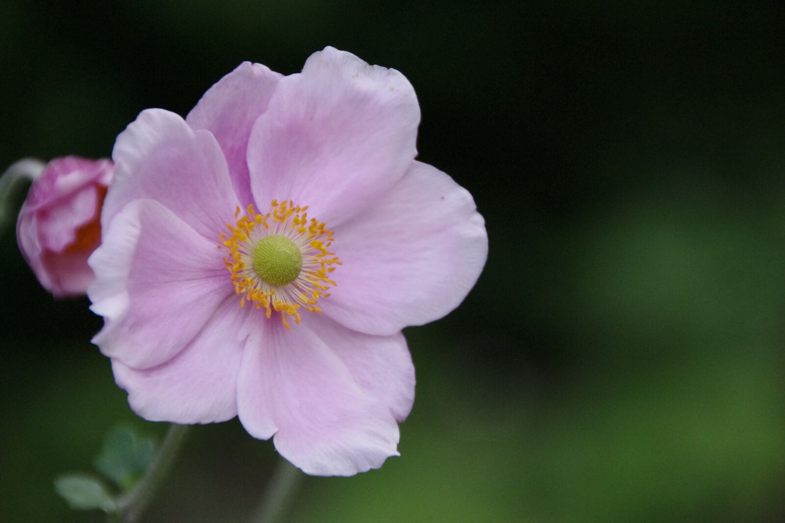 Pentax K-x sample photo. Flower, plant, nature photography