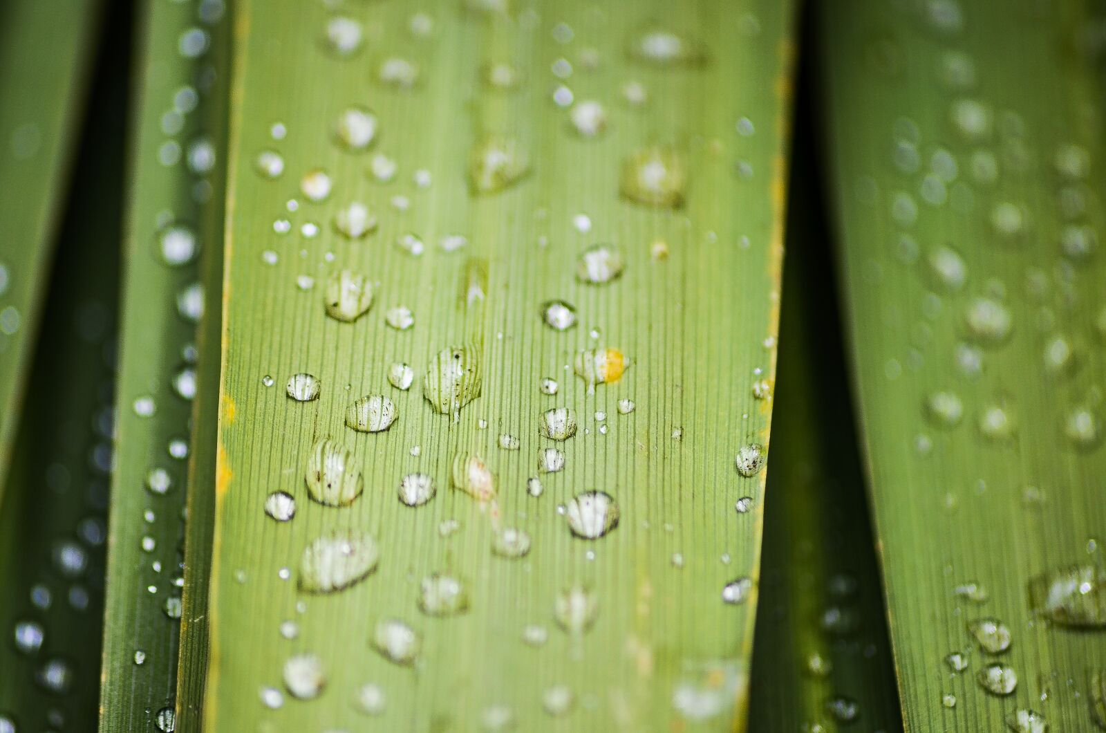 Nikon D5100 sample photo. Leaf, water, macro photography