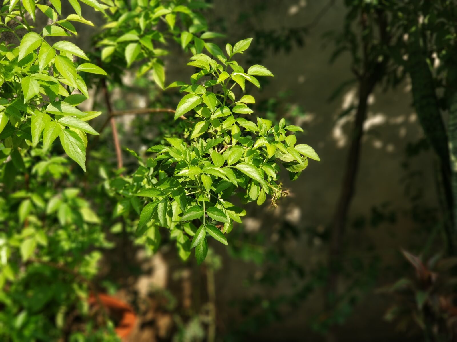 Xiaomi MI6 sample photo. Green, leaf, natur photography