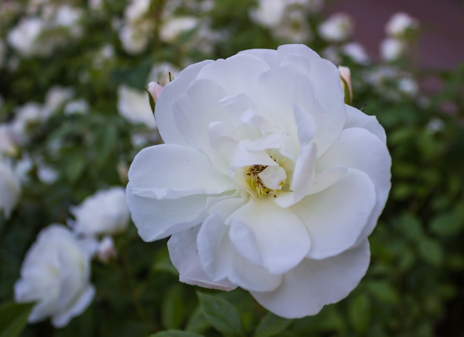 Canon EOS 600D (Rebel EOS T3i / EOS Kiss X5) sample photo. Summer, spring, garden photography