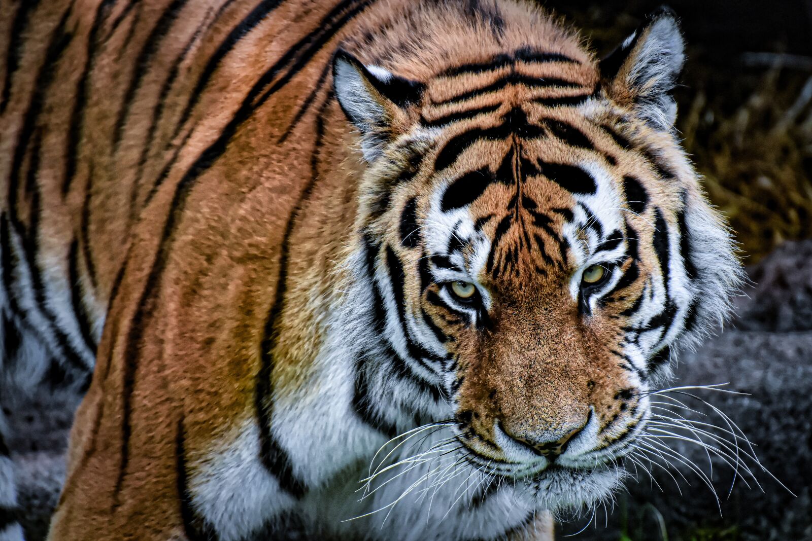 Nikon D7200 sample photo. Tiger, predator, fur photography