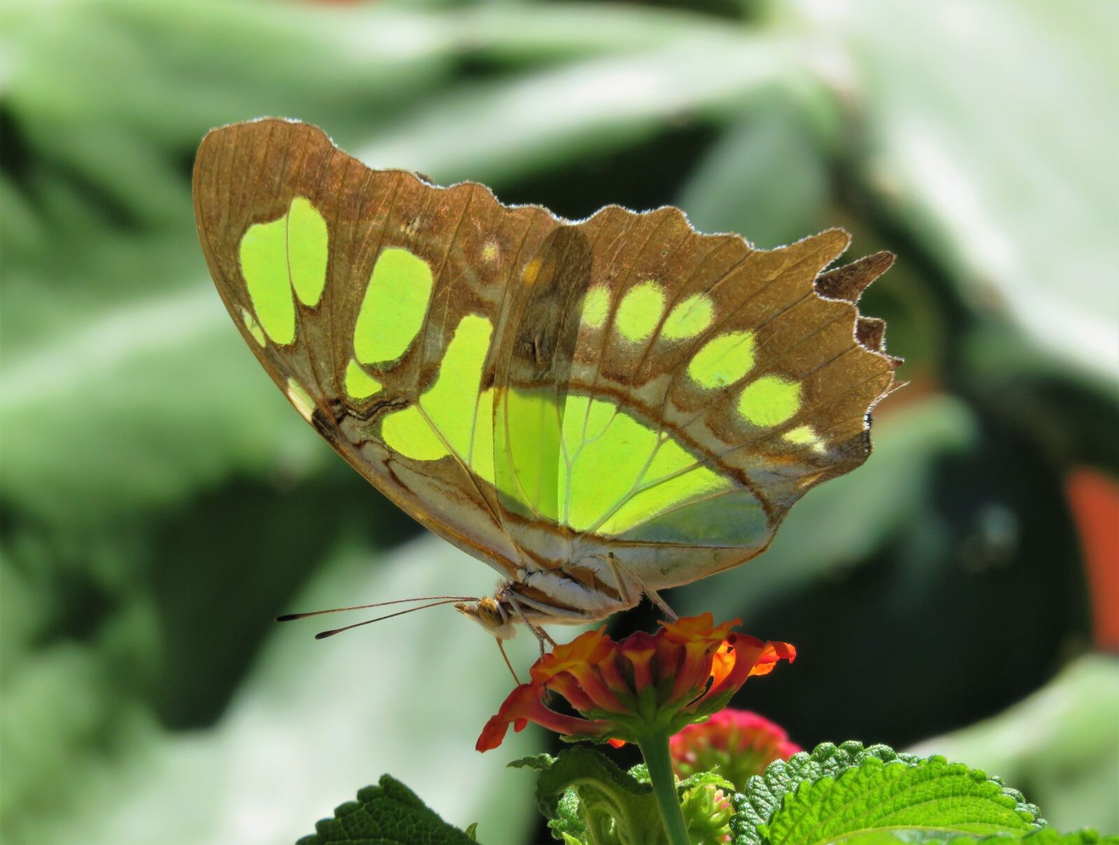 Canon PowerShot SX60 HS sample photo. Nature, butterfly, insect photography