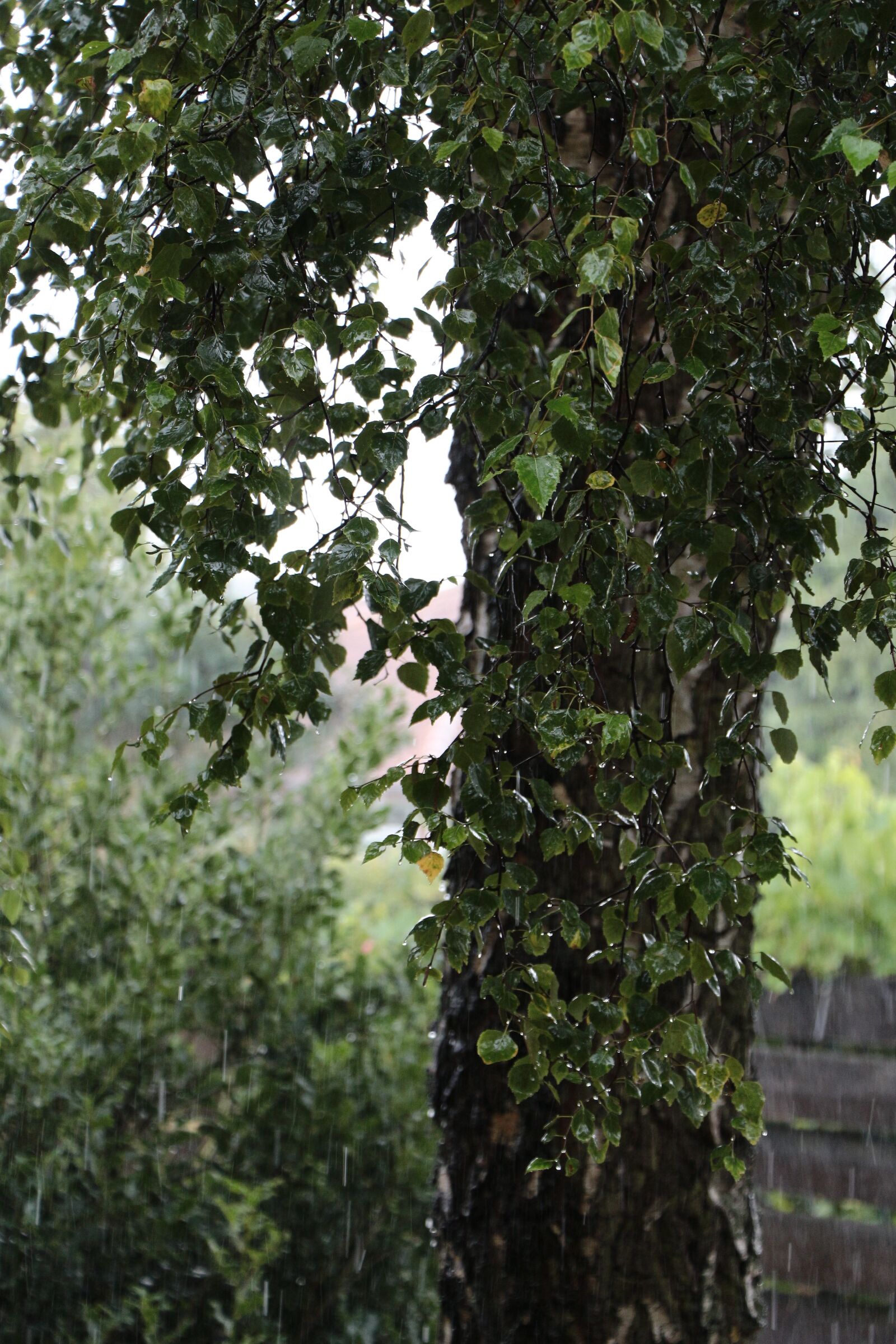 Canon EOS 650D (EOS Rebel T4i / EOS Kiss X6i) sample photo. Rain, birch, tree photography