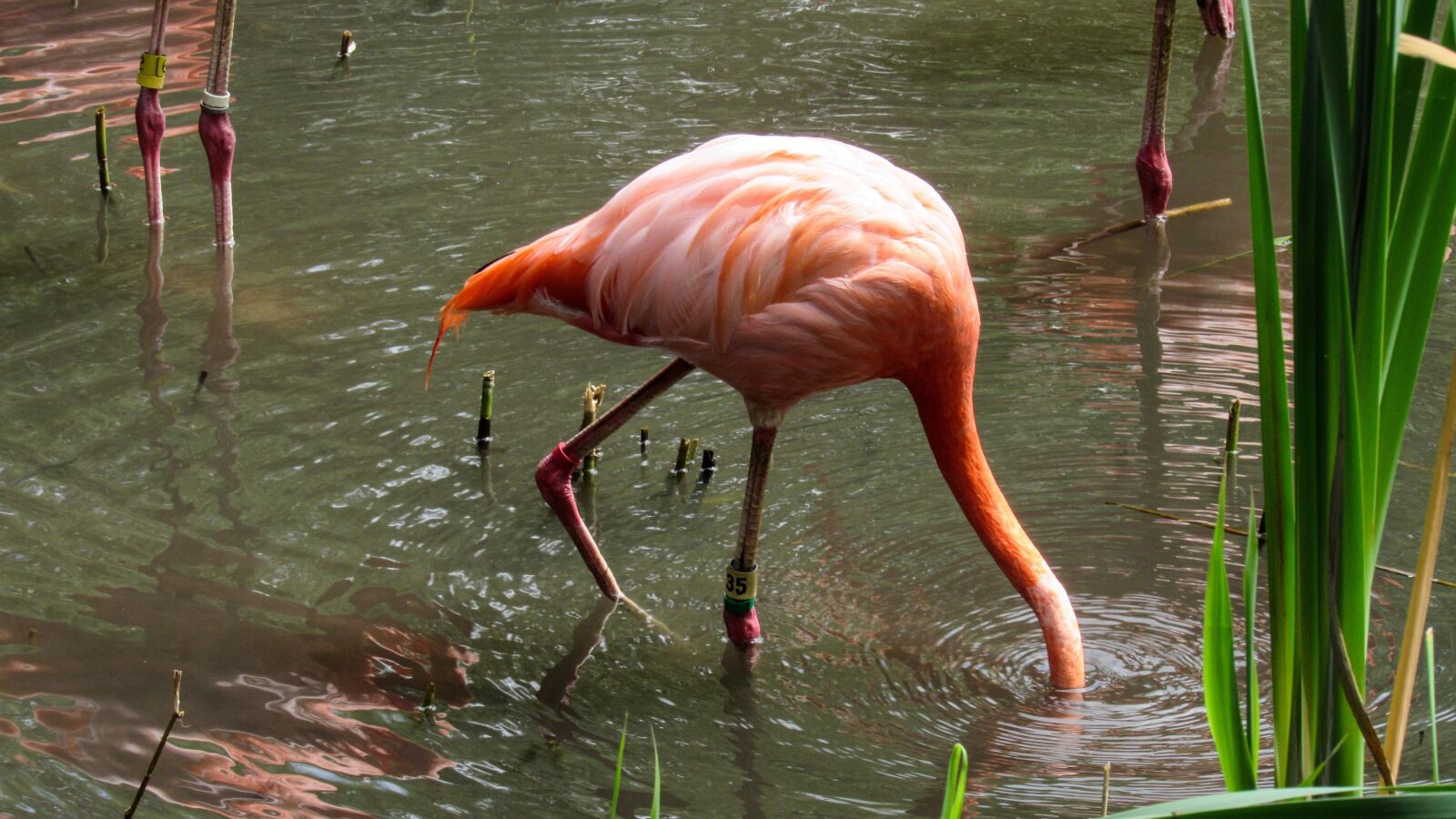 Canon PowerShot SX520 HS sample photo. Flamingo, swamp, water, lake photography