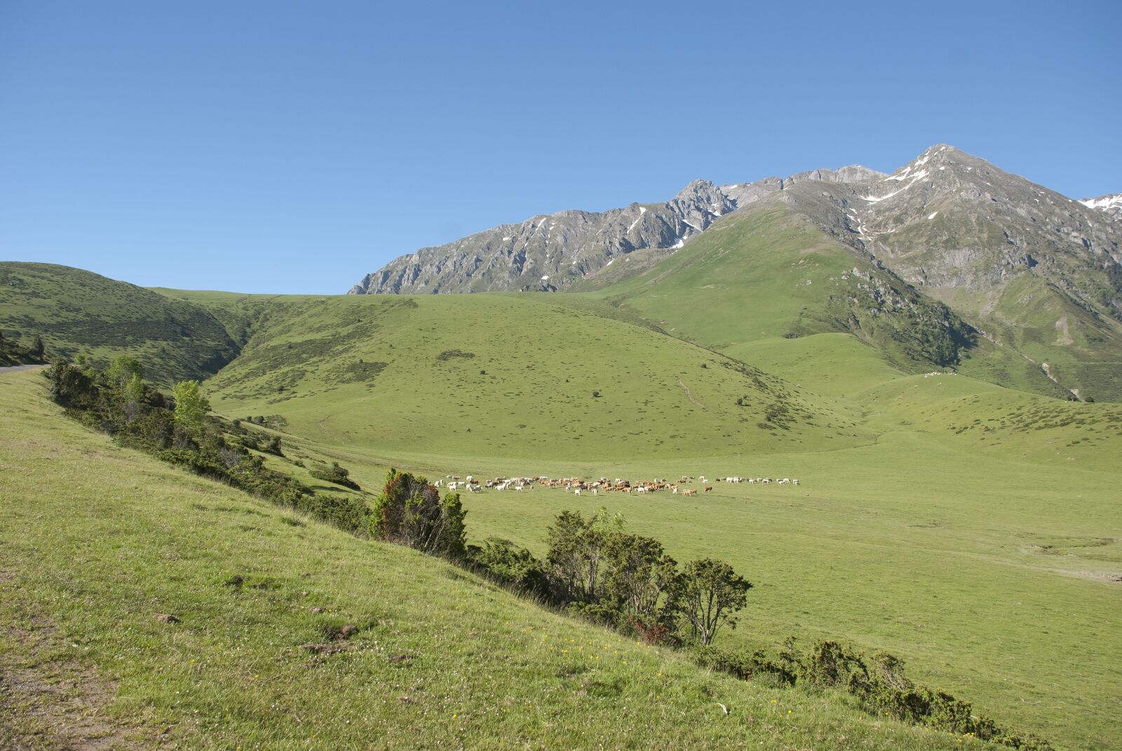 Nikon D80 sample photo. Mountains, nature, cows photography