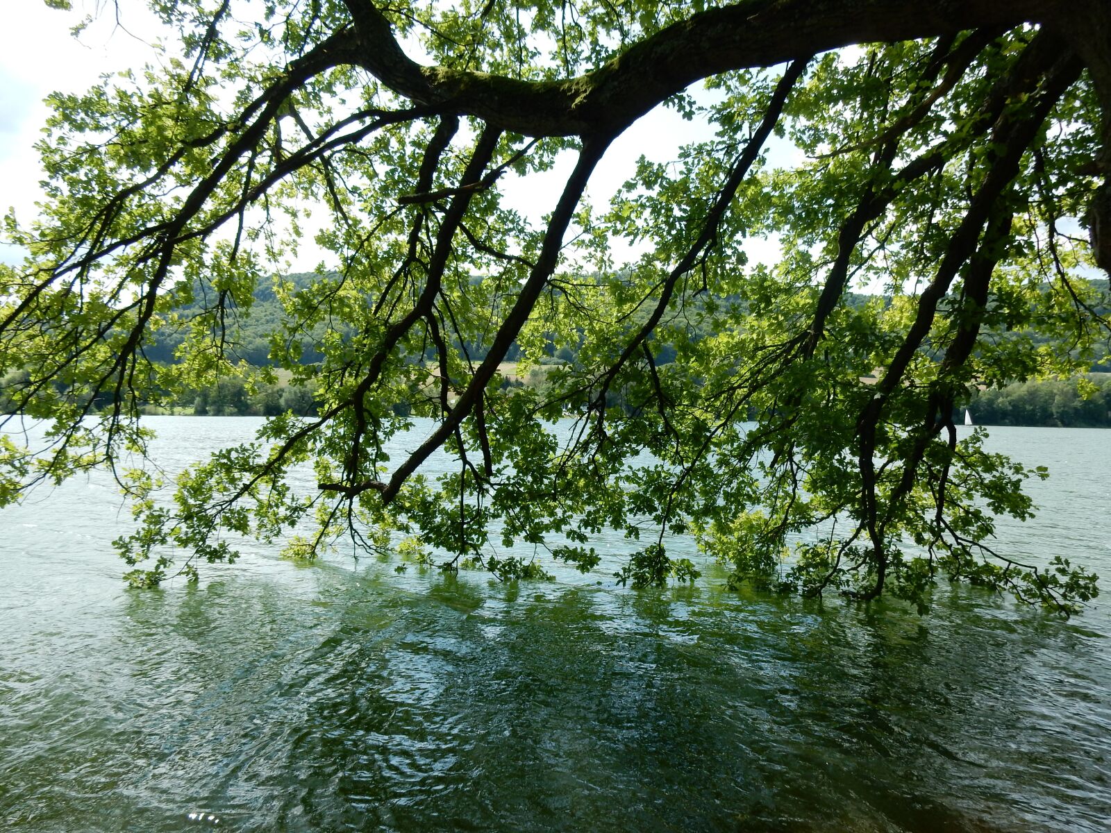 Nikon Coolpix S9700 sample photo. Lake, tree, water photography