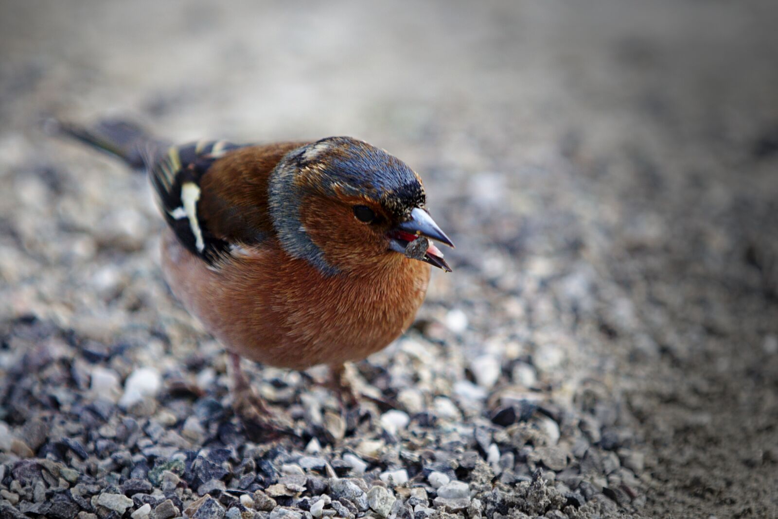 Canon EOS 6D sample photo. Bird, feather, bill photography