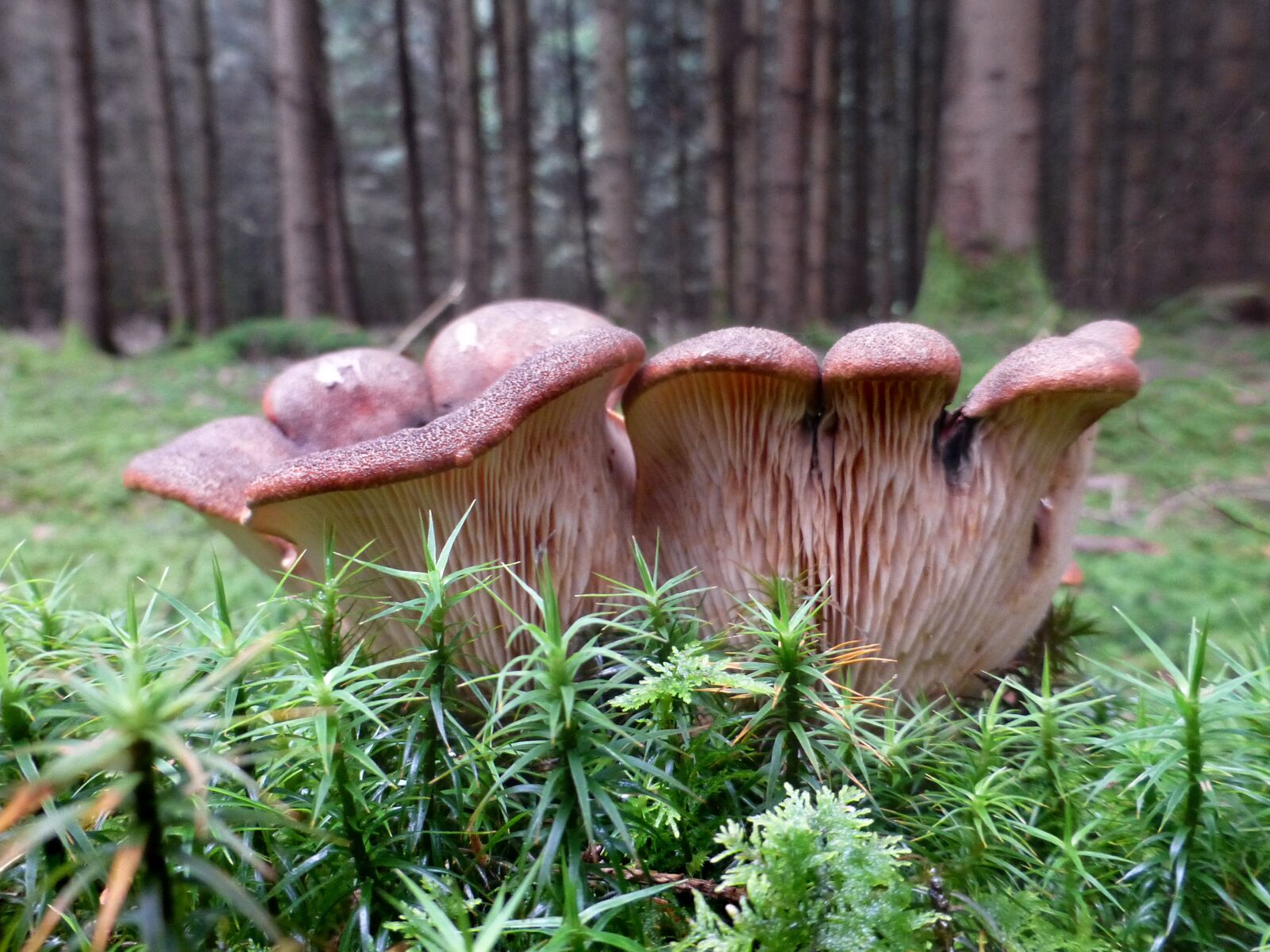 Panasonic DMC-TZ31 sample photo. Mushrooms, disc fungus, brown photography