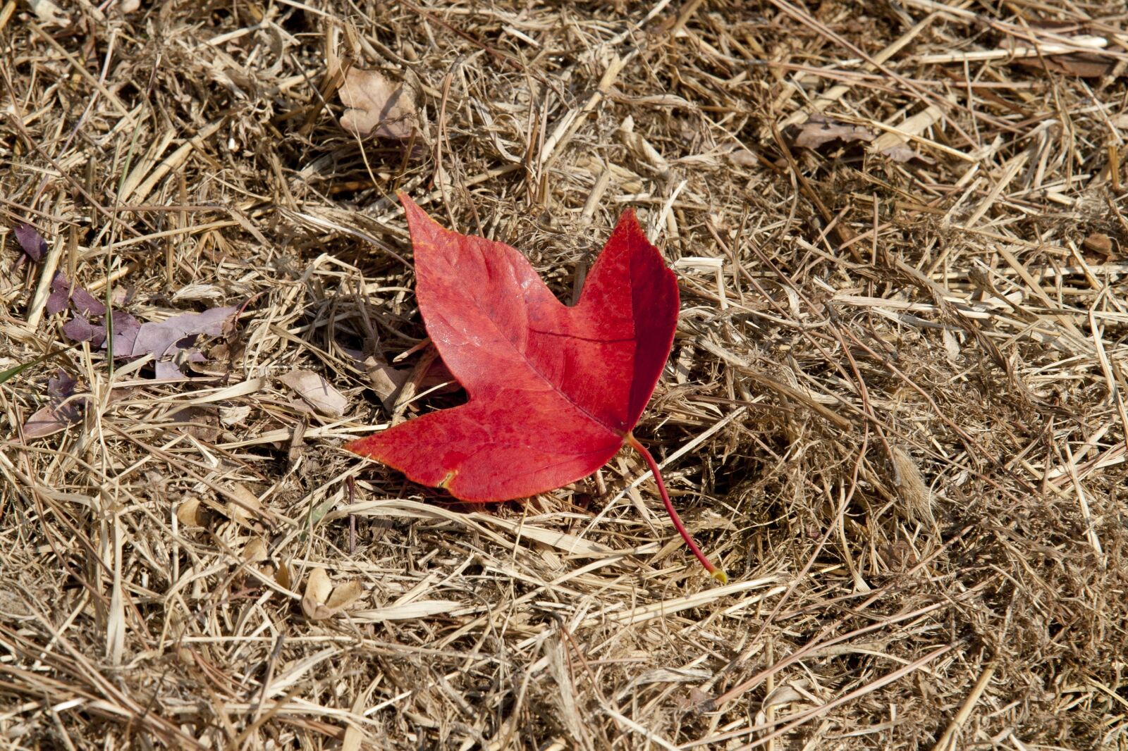 Canon EOS 5D sample photo. Sky park, seoul, han photography