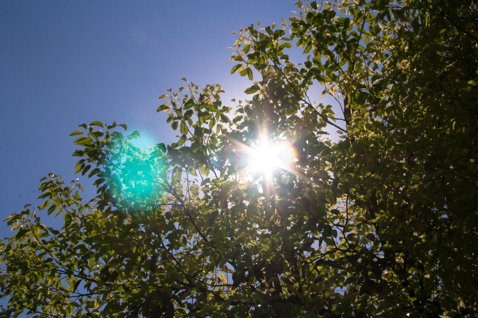 Canon EF-S 18-135mm F3.5-5.6 IS sample photo. The leaves, camphor tree photography