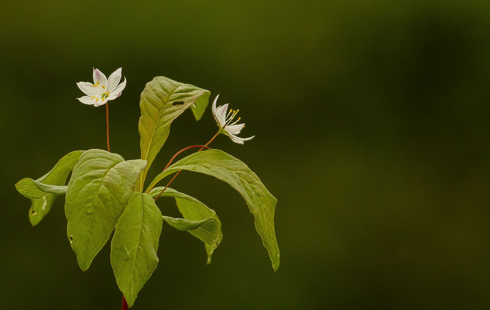 Canon EOS 7D sample photo. Forest star, plant, flower photography