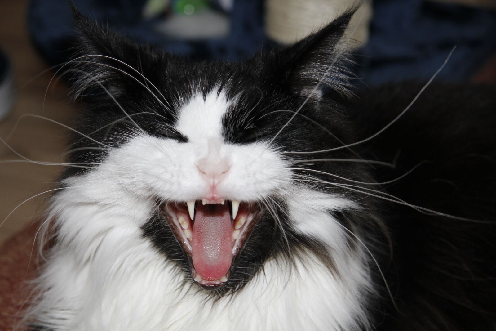 Canon EF-S 17-85mm F4-5.6 IS USM sample photo. Cat, foot, yawn photography