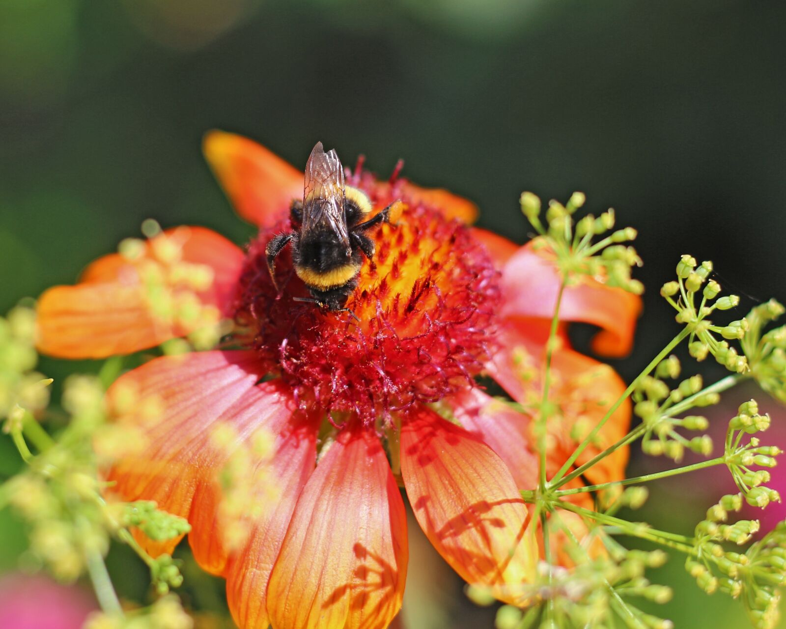 Canon EOS 700D (EOS Rebel T5i / EOS Kiss X7i) + Canon EF 50mm F1.8 STM sample photo. Blanket flowers, garden, nature photography