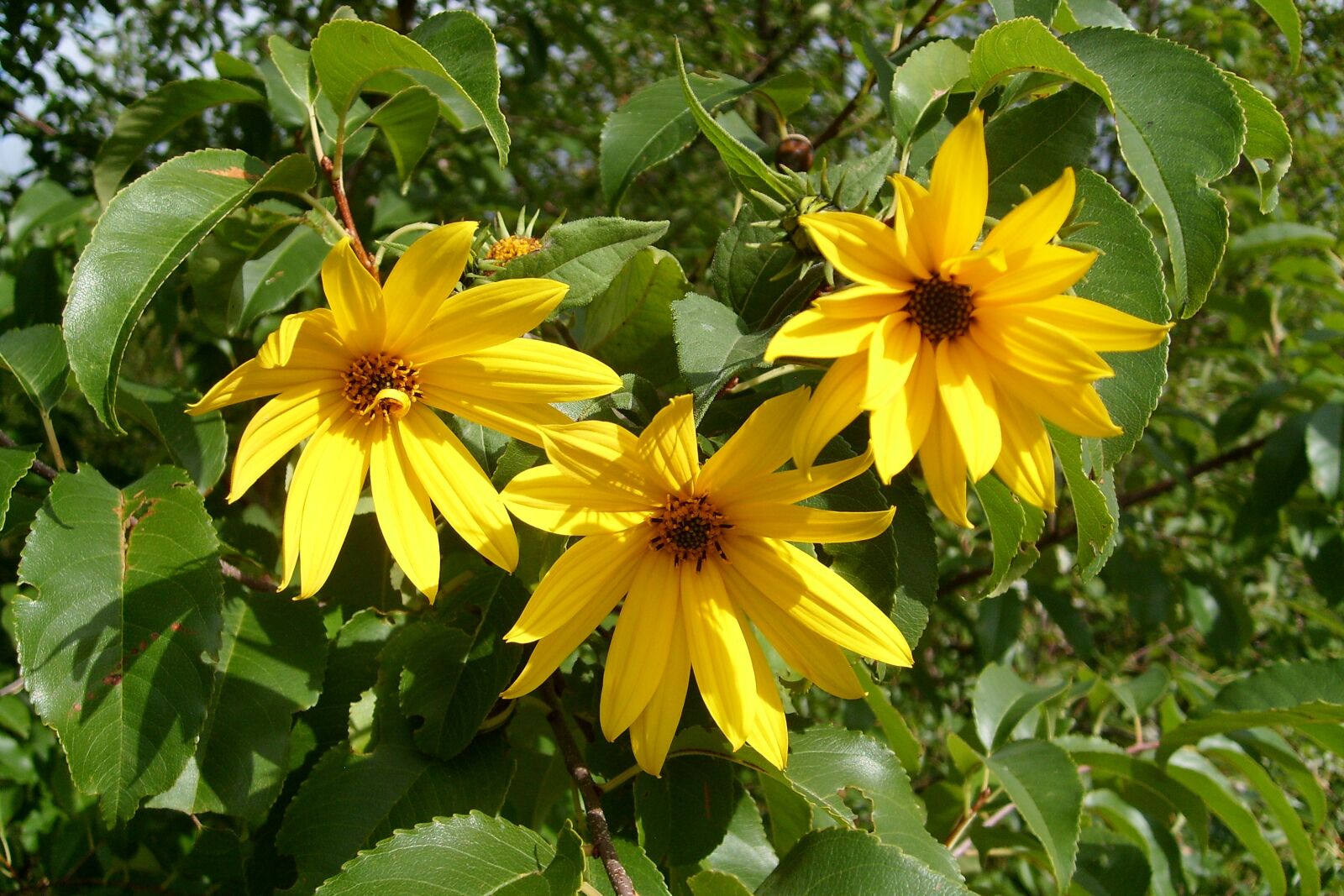 Samsung KENOX S730  / Samsung S730 sample photo. Yellow flowers, nature, flowering photography
