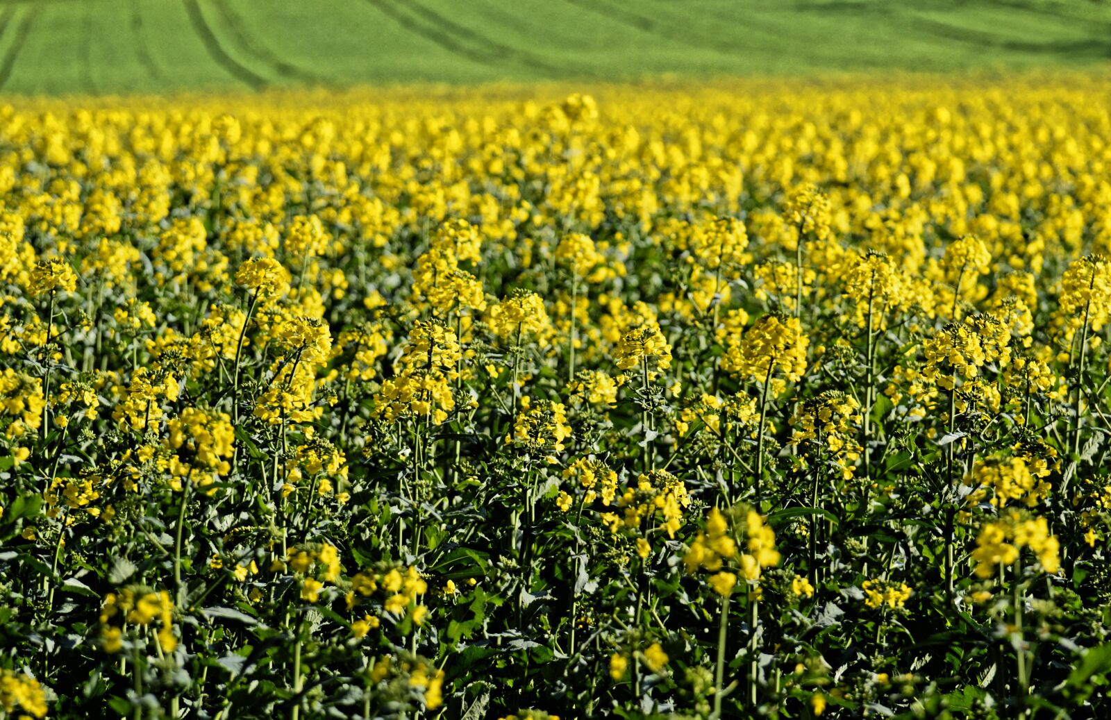 Nikon D3200 sample photo. Oilseed rape, field of photography