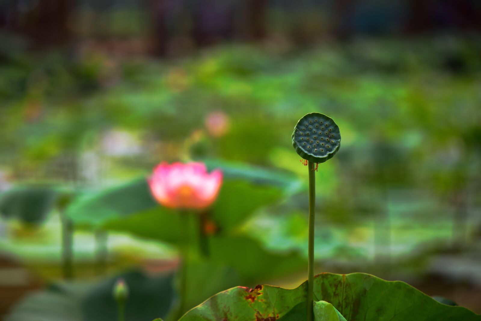 Canon EOS 6D sample photo. Lotus, flower, cold good photography