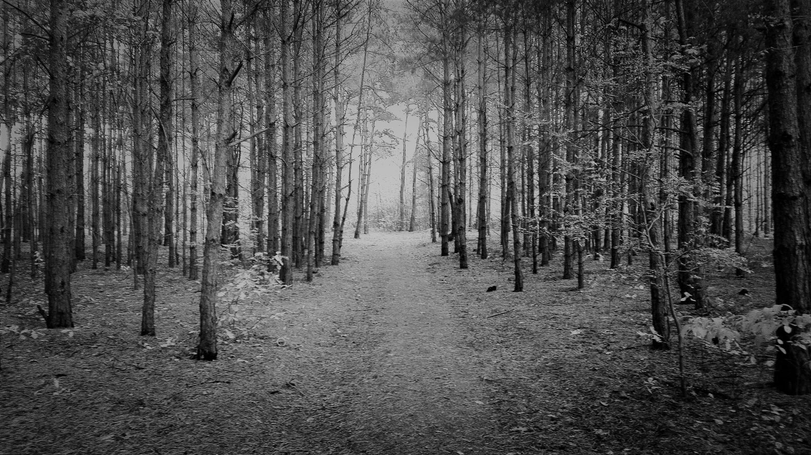 HUAWEI P8 Lite sample photo. Forest, way, landscape photography