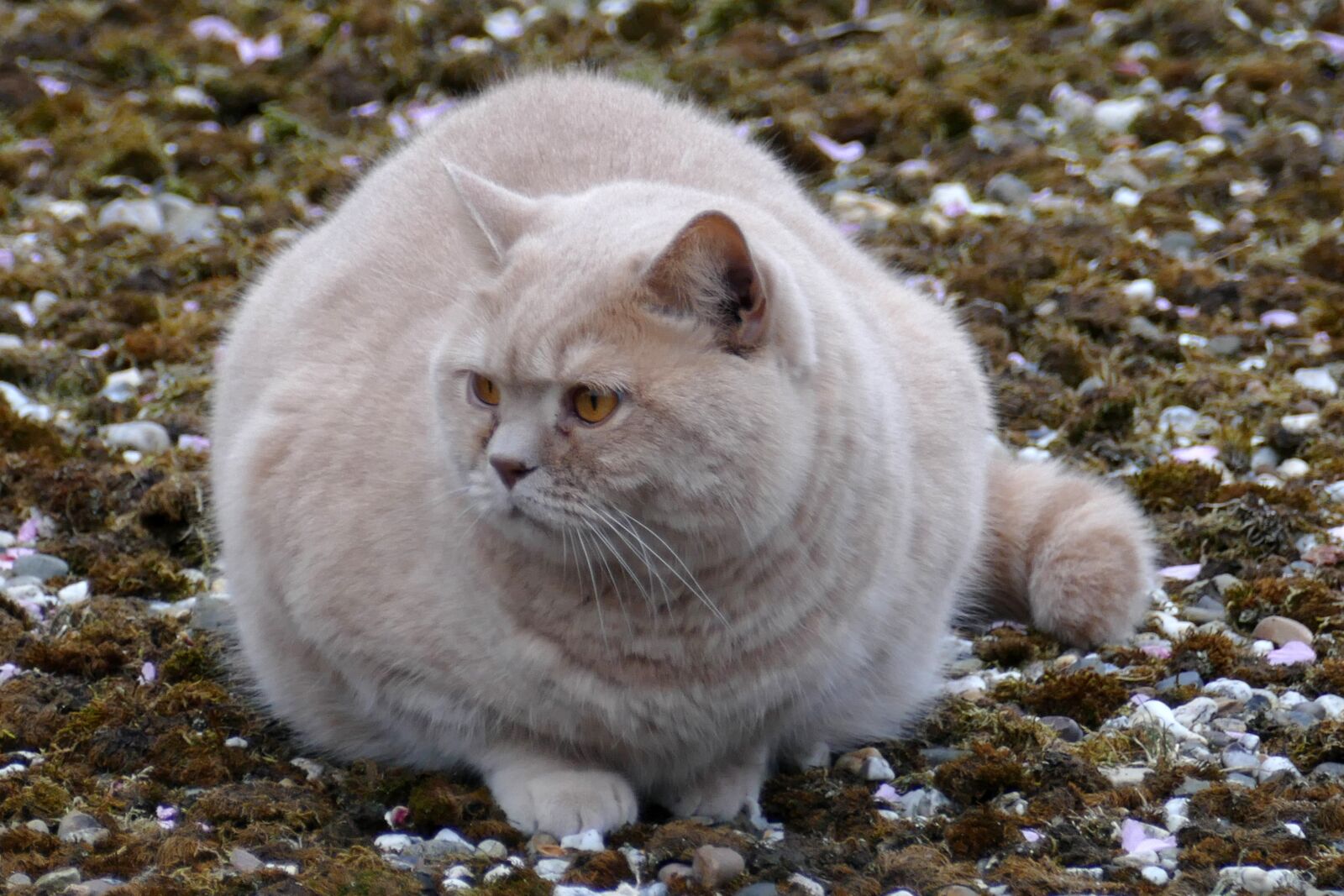 Panasonic Lumix DMC-FZ1000 sample photo. Cat, pet, fauna photography