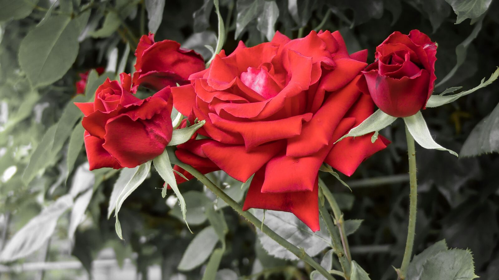Panasonic Lumix DMC-FZ300 sample photo. Rose noir, garden, romantic photography