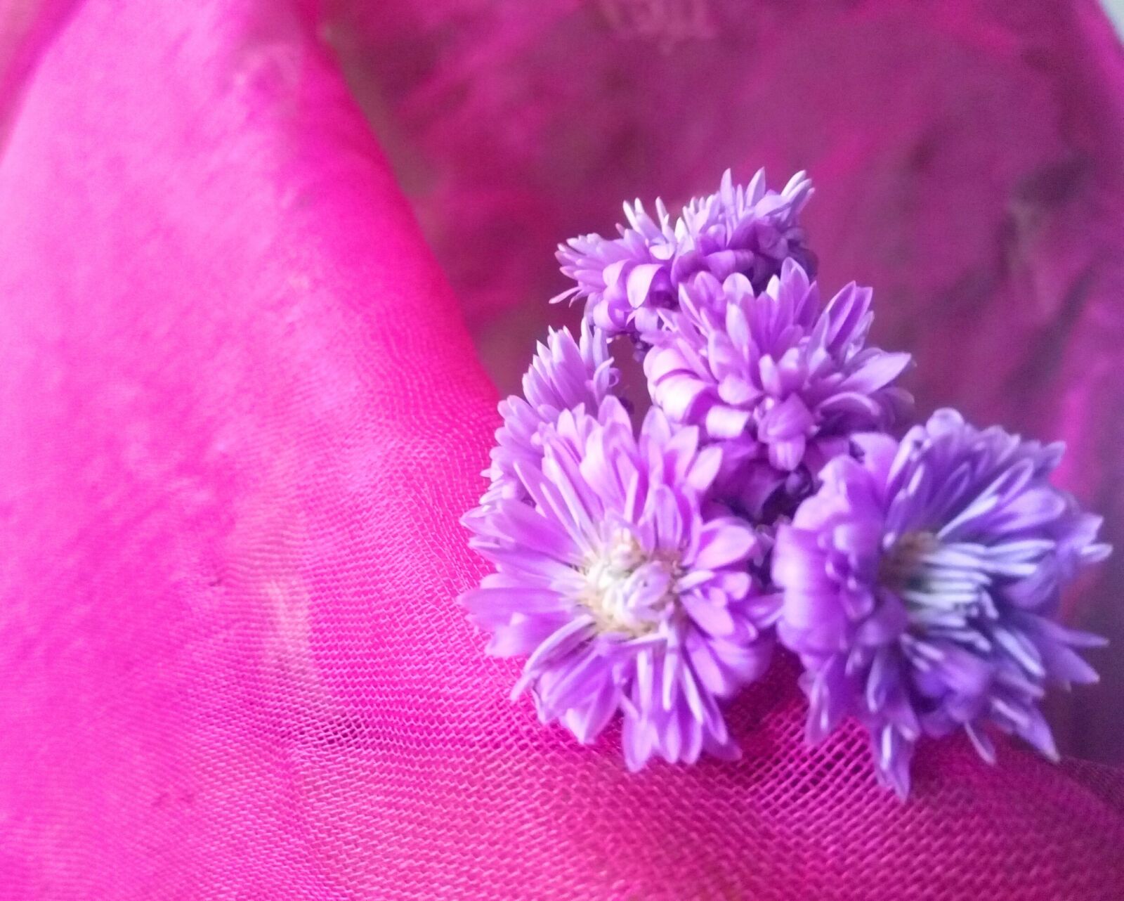 Meizu m2 note sample photo. Flower, daisy, purple photography