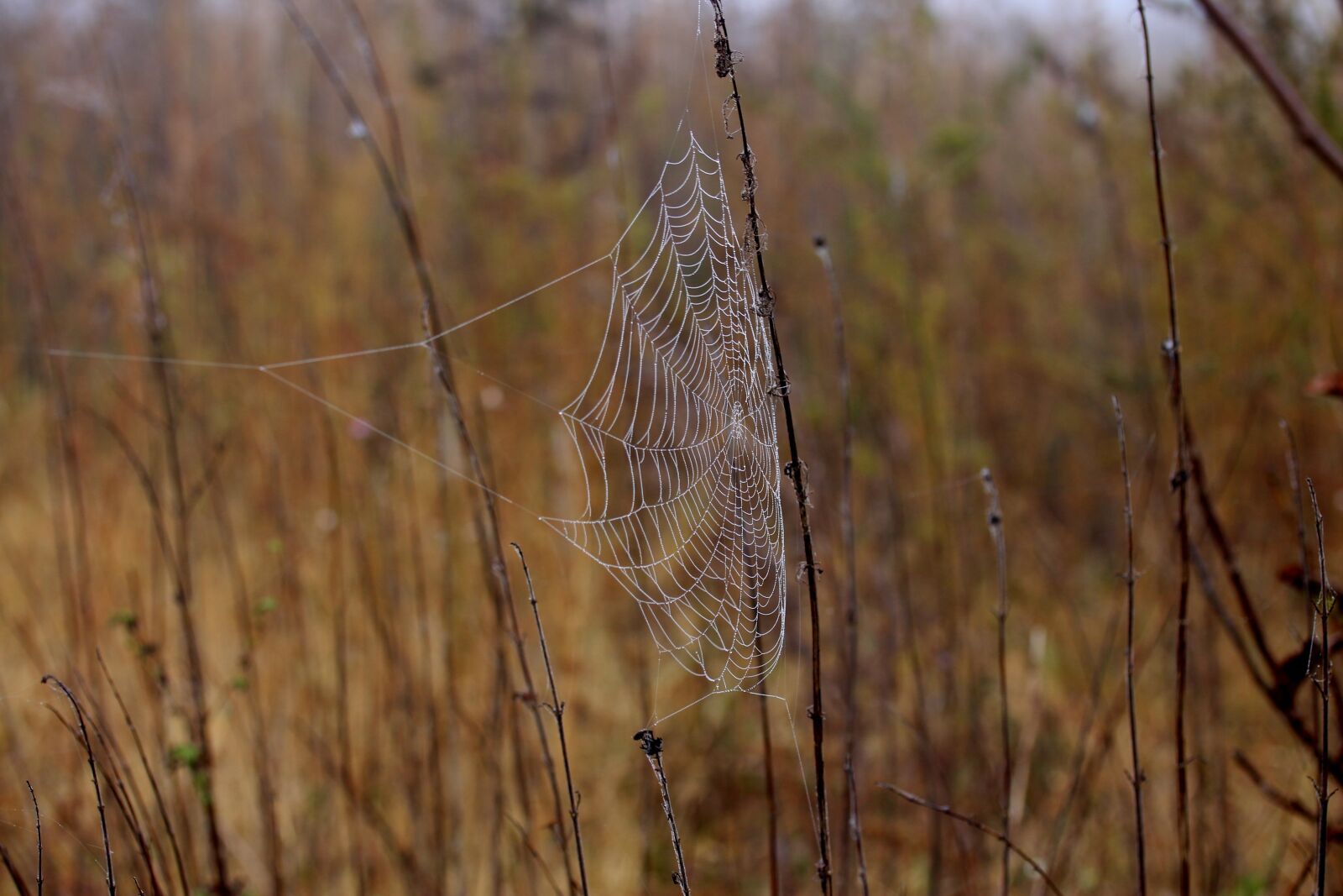 Canon EF-S 60mm F2.8 Macro USM sample photo. Spider web, wet, hooked photography