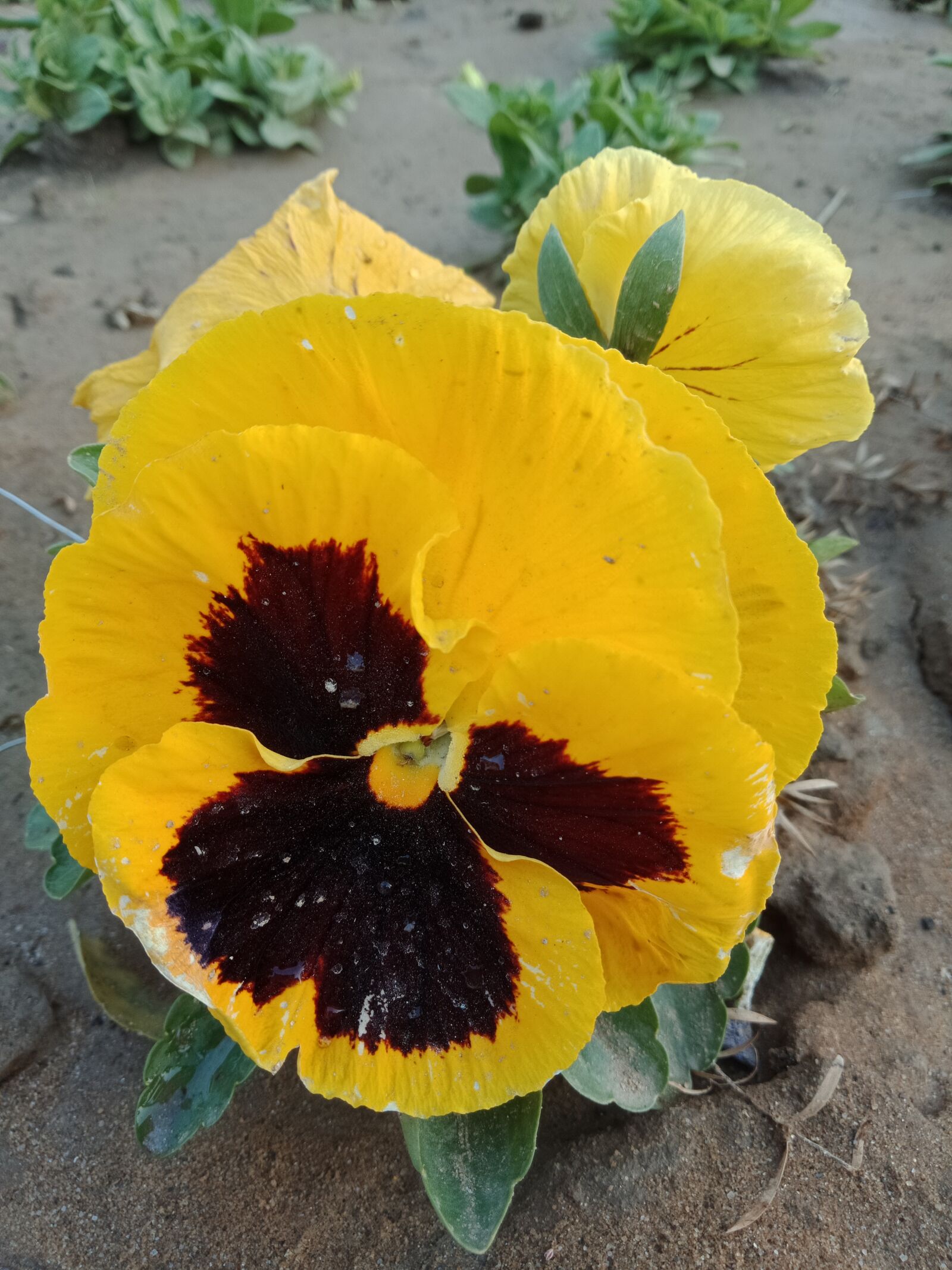 OPPO A83 sample photo. Yellow, flowers, soil photography