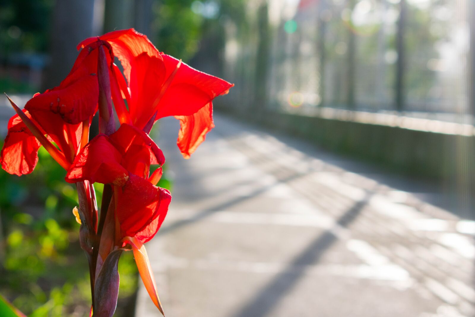 Nikon D3400 sample photo. Flower, colombia, flowers photography