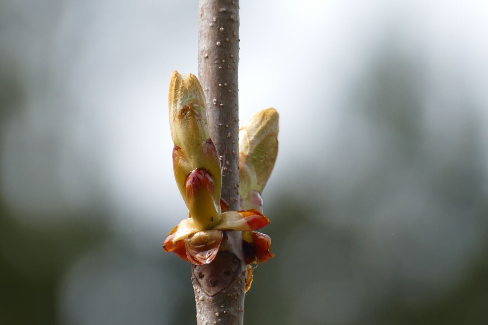 Panasonic Lumix DMC-FZ1000 sample photo. Chestnut, branch, blossom photography