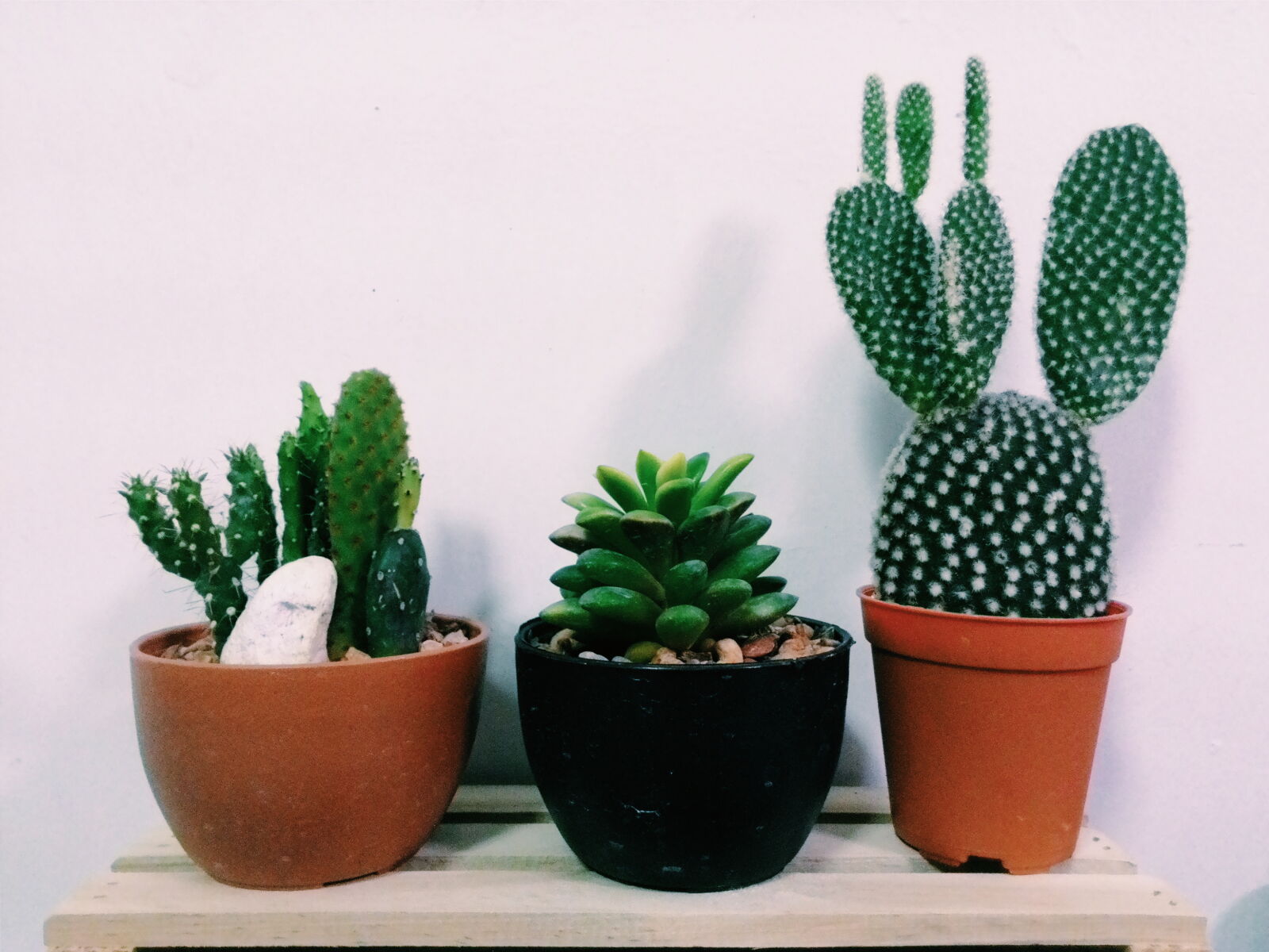 ASUS T00J sample photo. Cactus, plant, trees, vintage photography