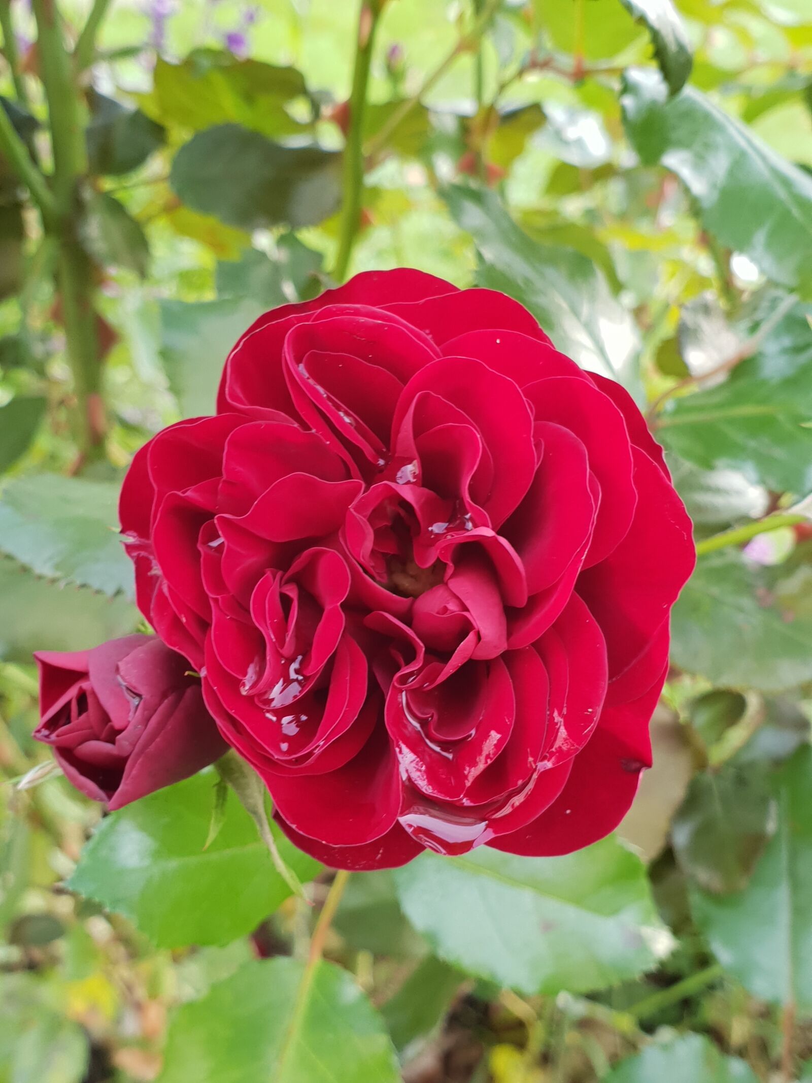 Samsung Galaxy S9 sample photo. Flora, flower, red photography