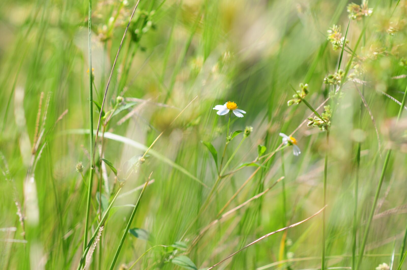 Nikon D300 sample photo. Daisy, grass, little photography