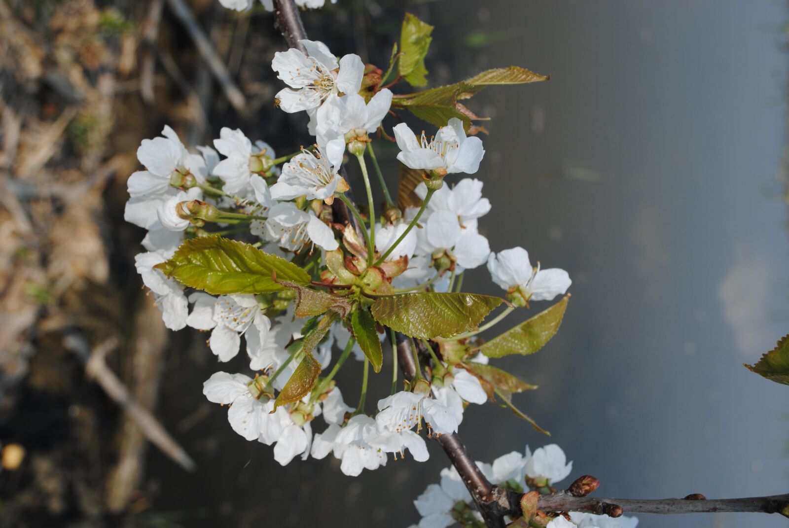 Nikon D3000 sample photo. Nature, spring, tree photography