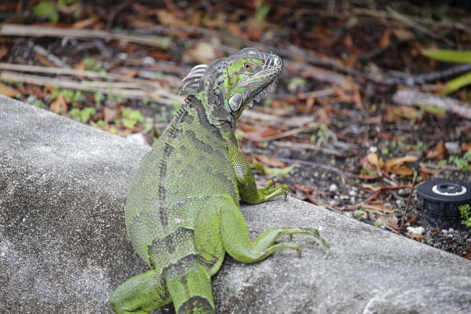 Canon EOS 100D (EOS Rebel SL1 / EOS Kiss X7) + Canon EF-S 55-250mm F4-5.6 IS STM sample photo. Iguana, green, beautiful photography