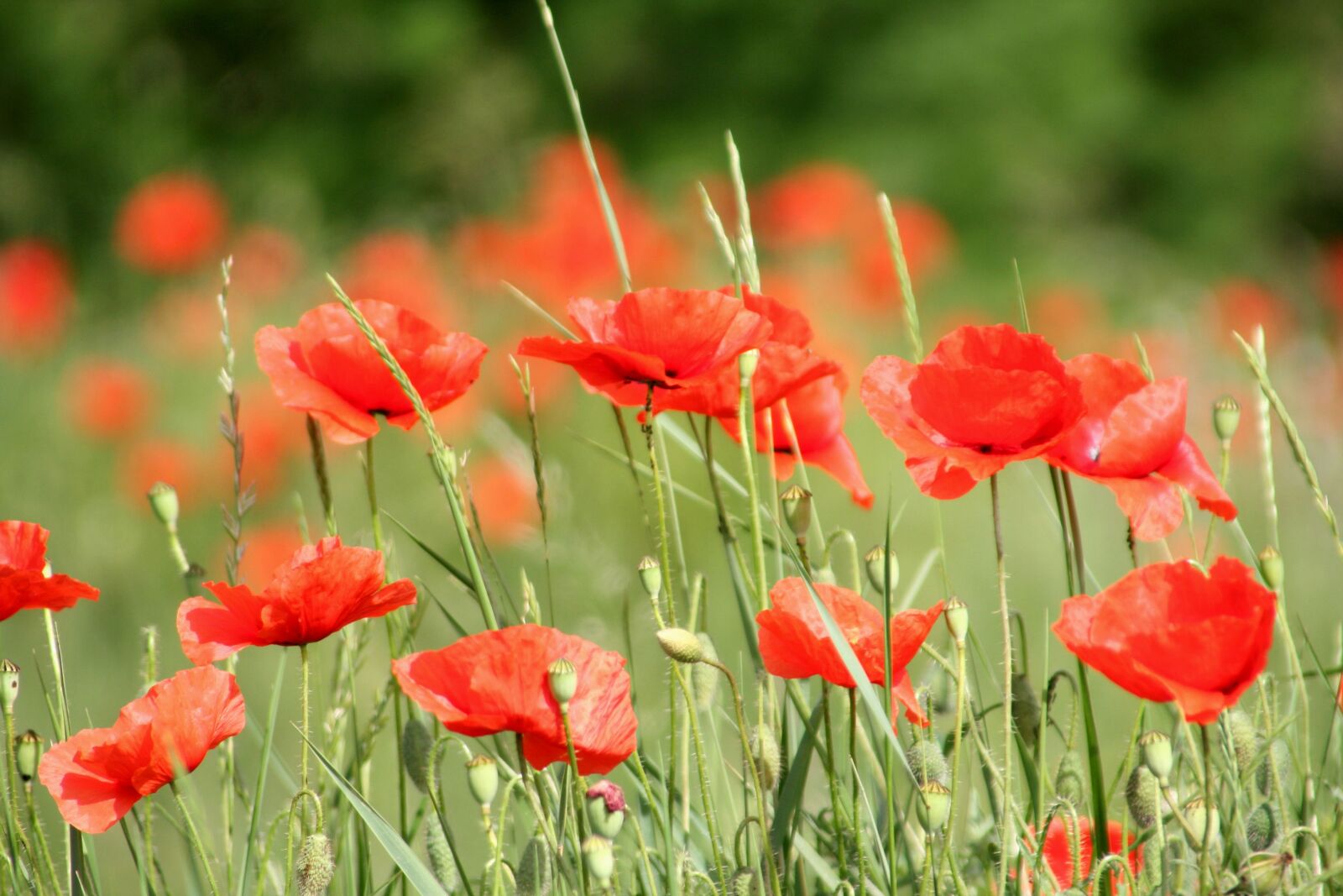 Canon EOS 350D (EOS Digital Rebel XT / EOS Kiss Digital N) sample photo. Flower, poppy, red photography