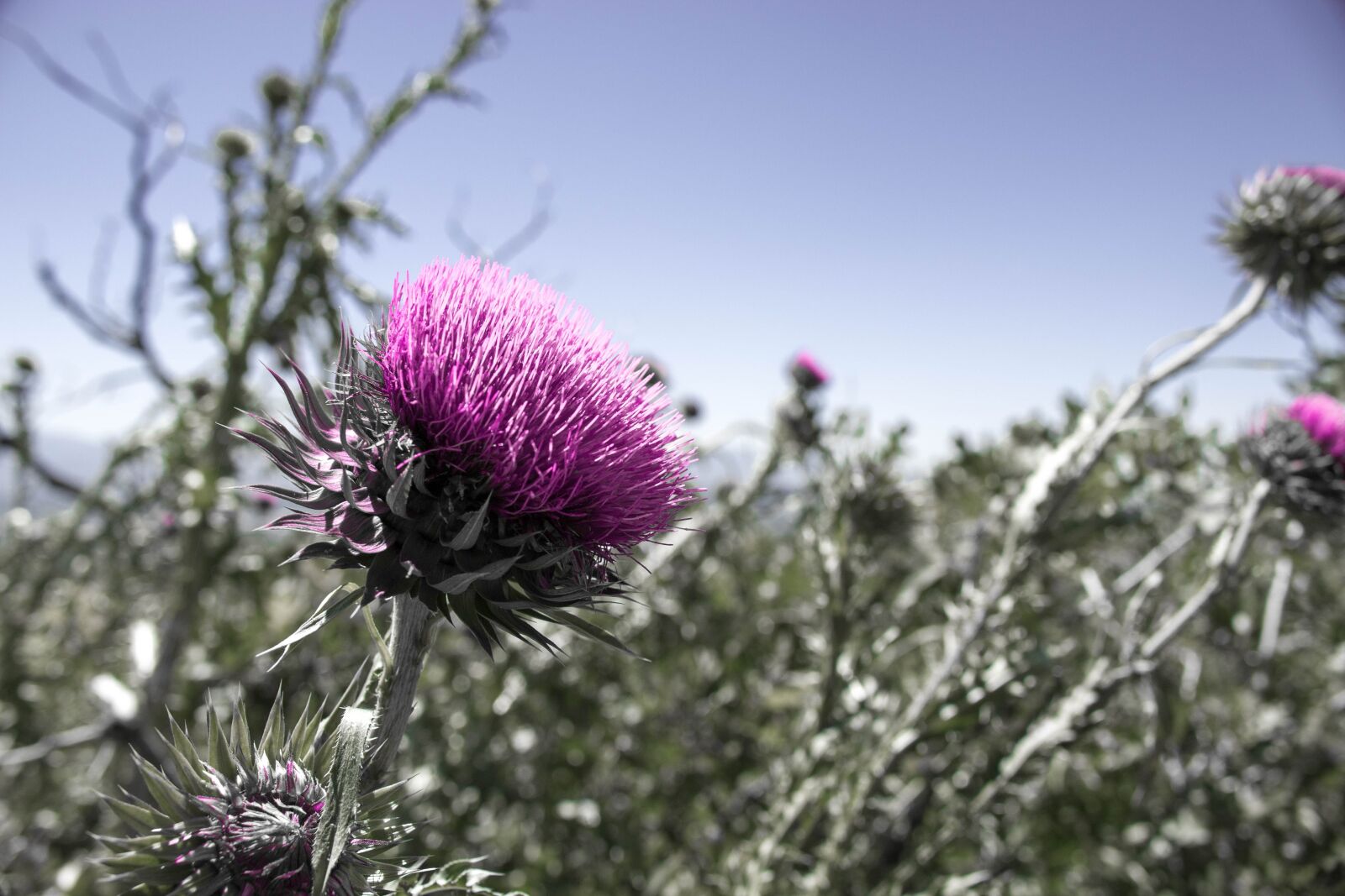 Canon EOS 70D + Canon EF-S 18-55mm F3.5-5.6 IS STM sample photo. Thistle, blossom, flower photography