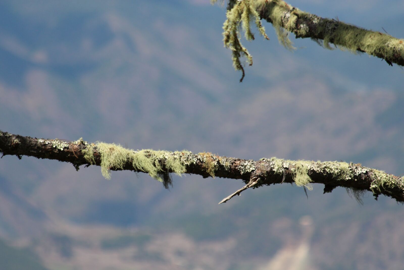 Canon EOS 650D (EOS Rebel T4i / EOS Kiss X6i) sample photo. Lichen, moss, the branch photography