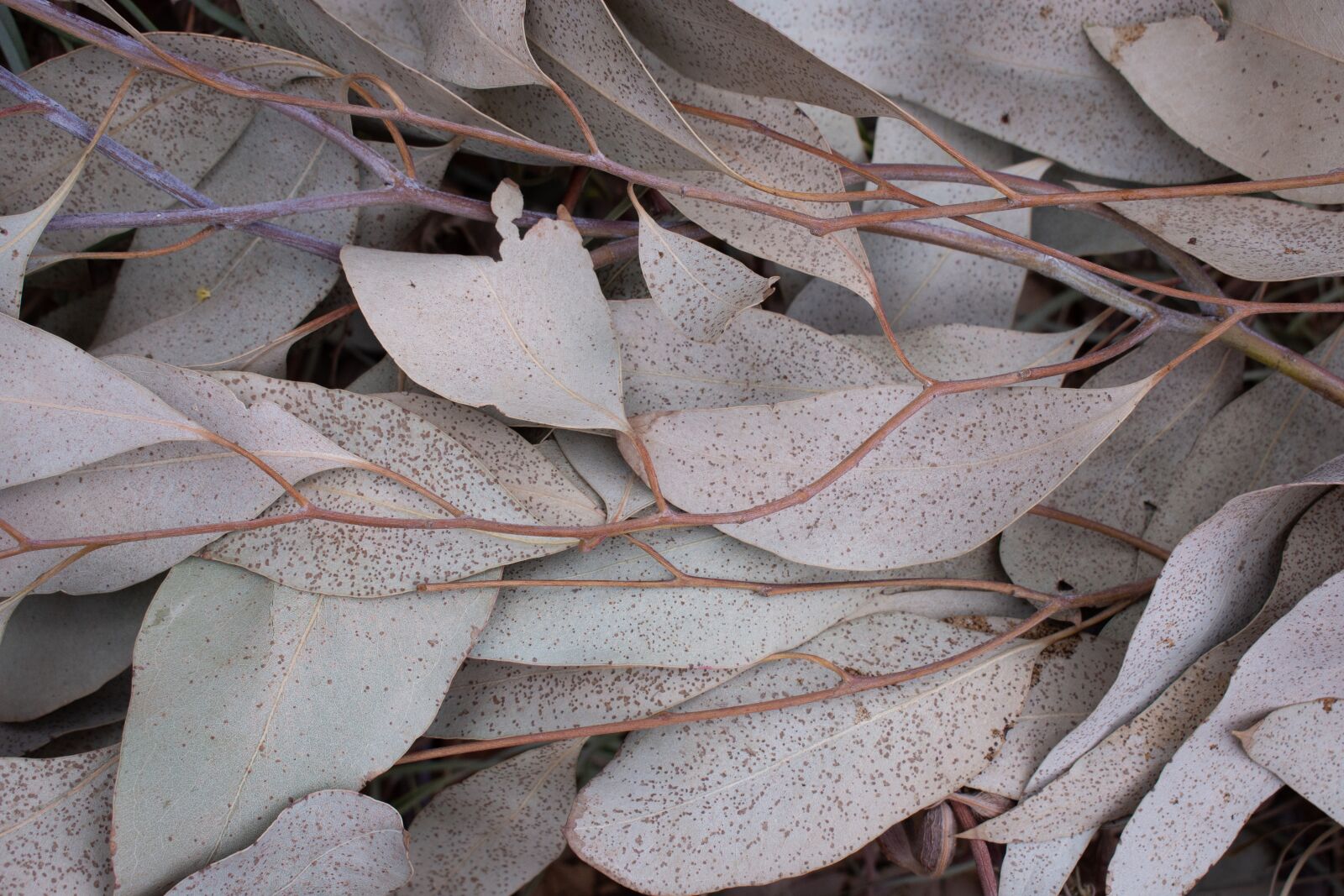 Nikon D7200 sample photo. Autumn, leaves, nature photography